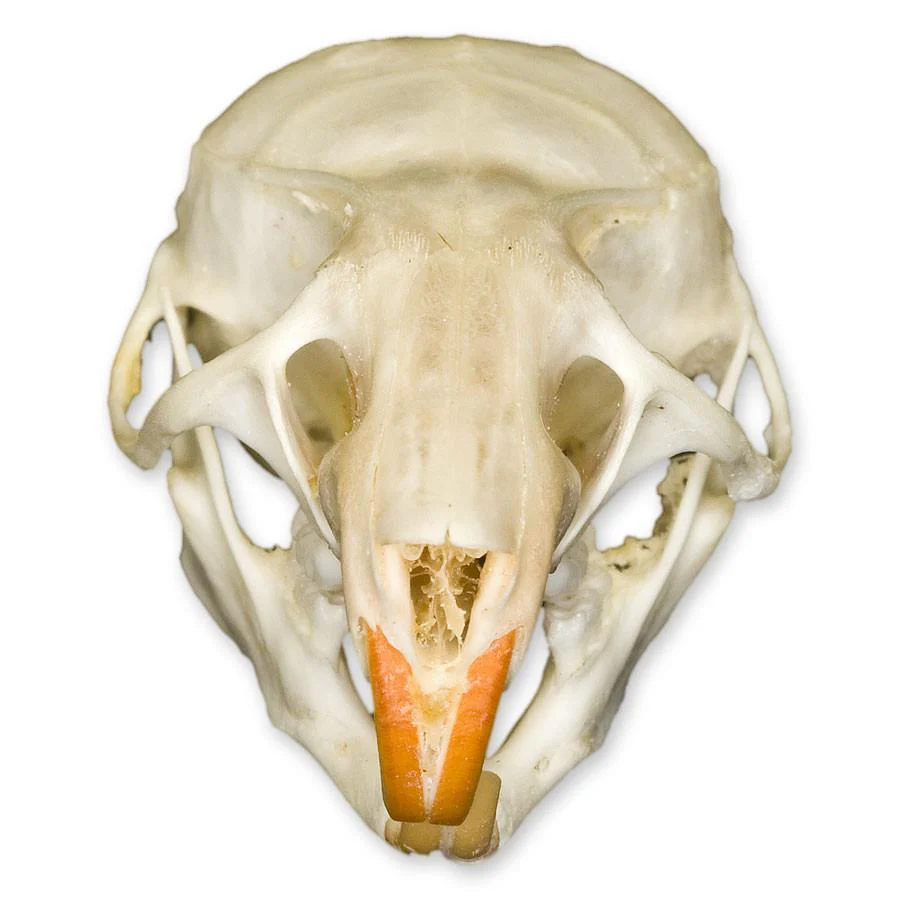 Real Ricefield Rat Skull - Image 3