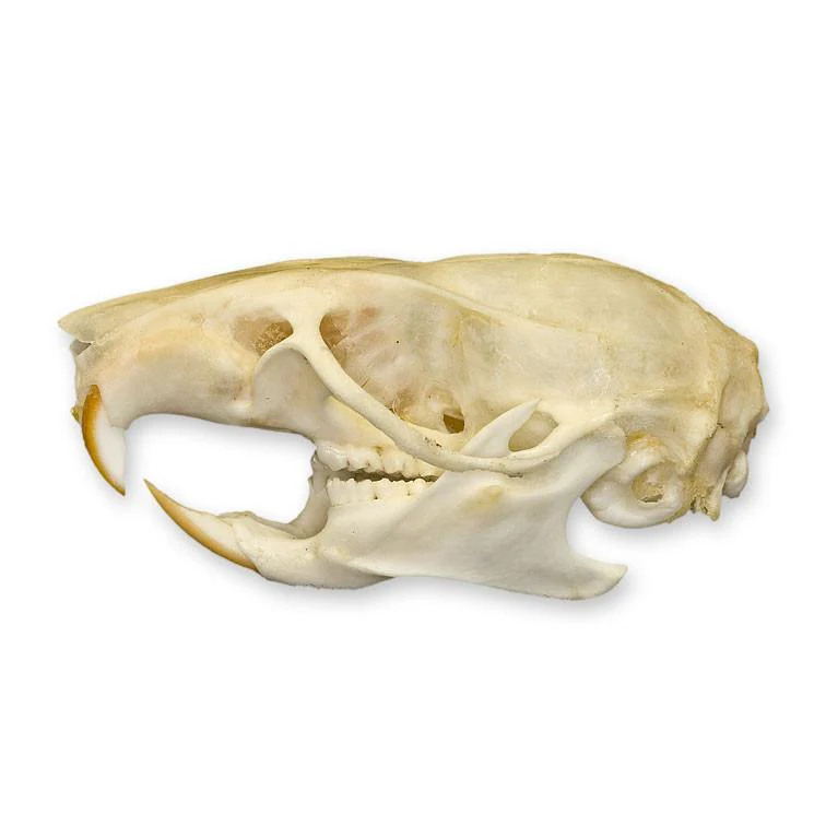 Real Ricefield Rat Skull - Image 4