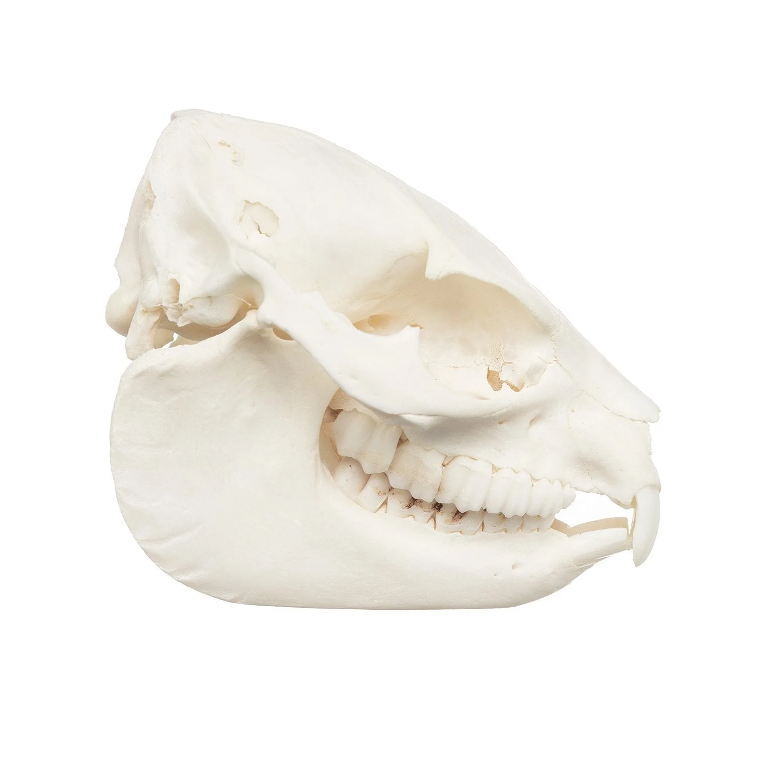 Real Rock Hyrax Skull - Image 2