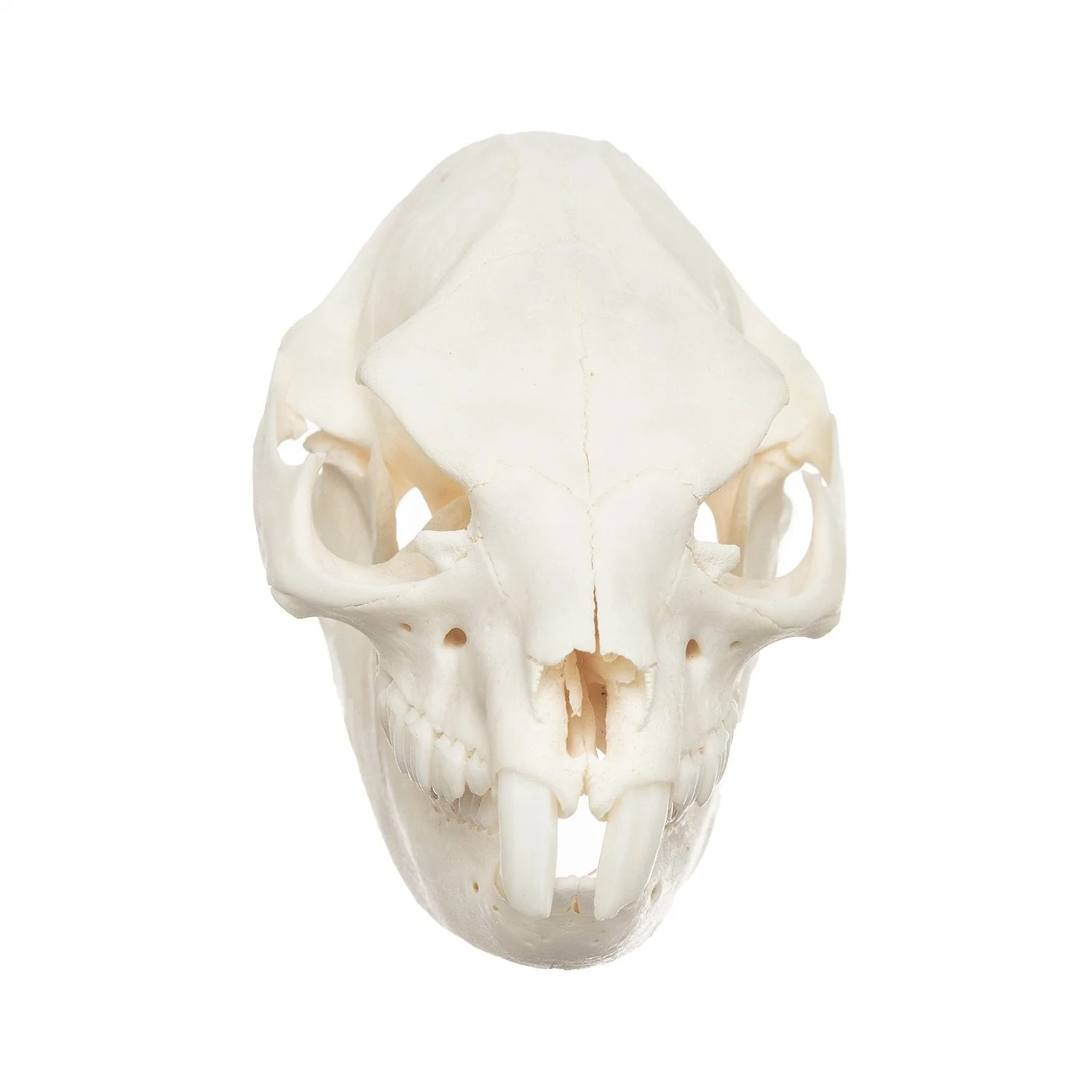 Real Rock Hyrax Skull - Image 3