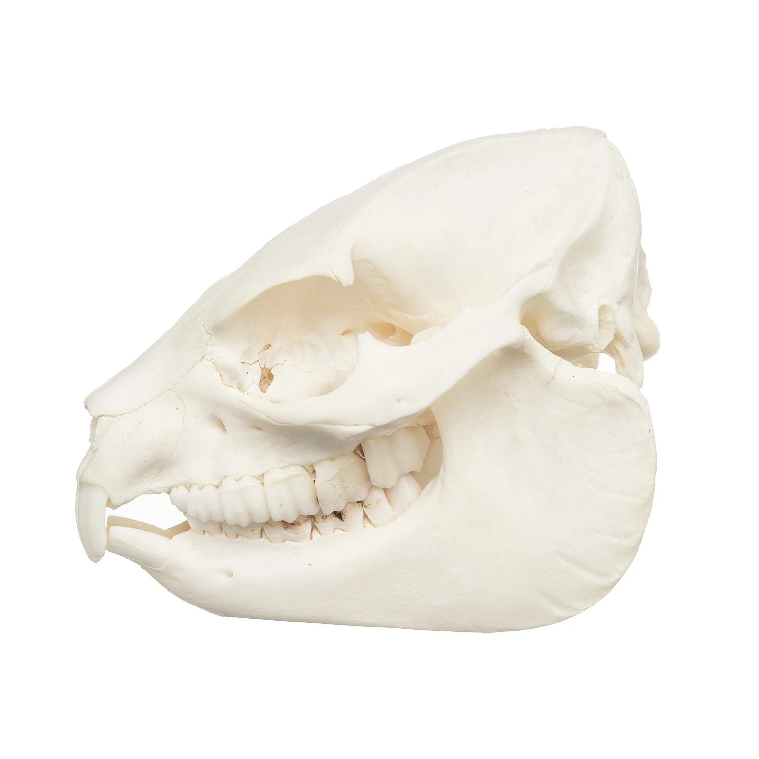 Real Rock Hyrax Skull - Image 4