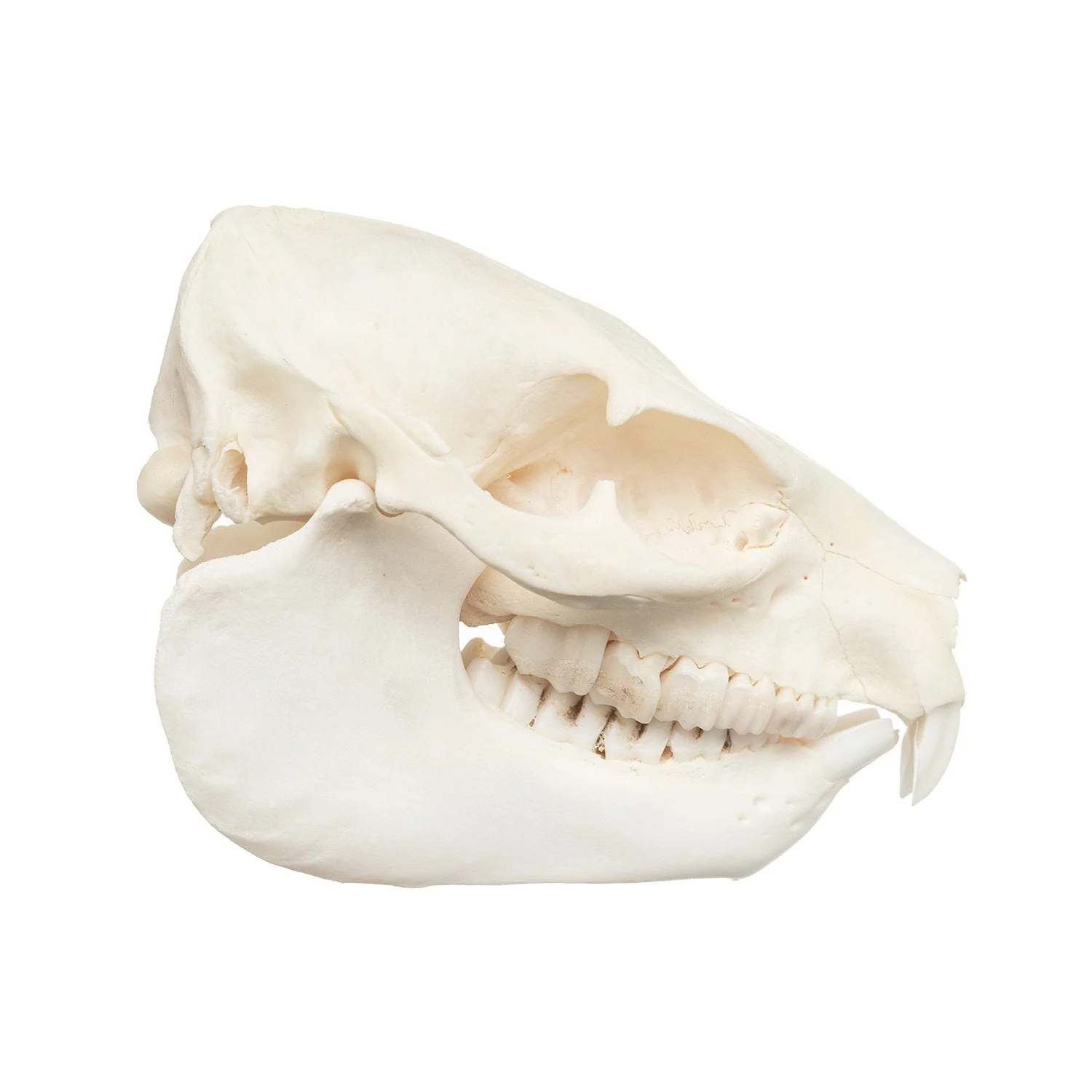 Real Rock Hyrax Skull - Image 5