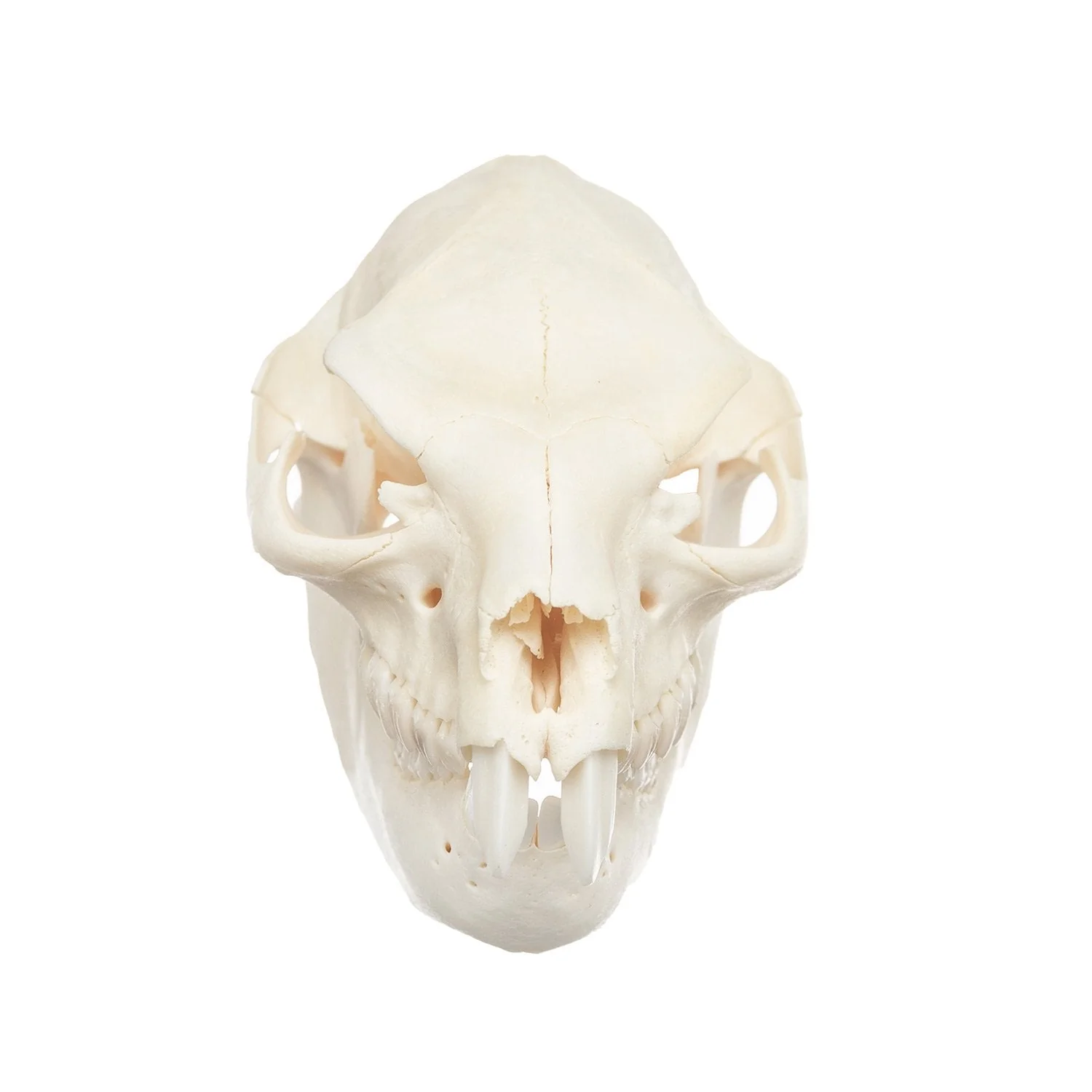Real Rock Hyrax Skull - Image 6