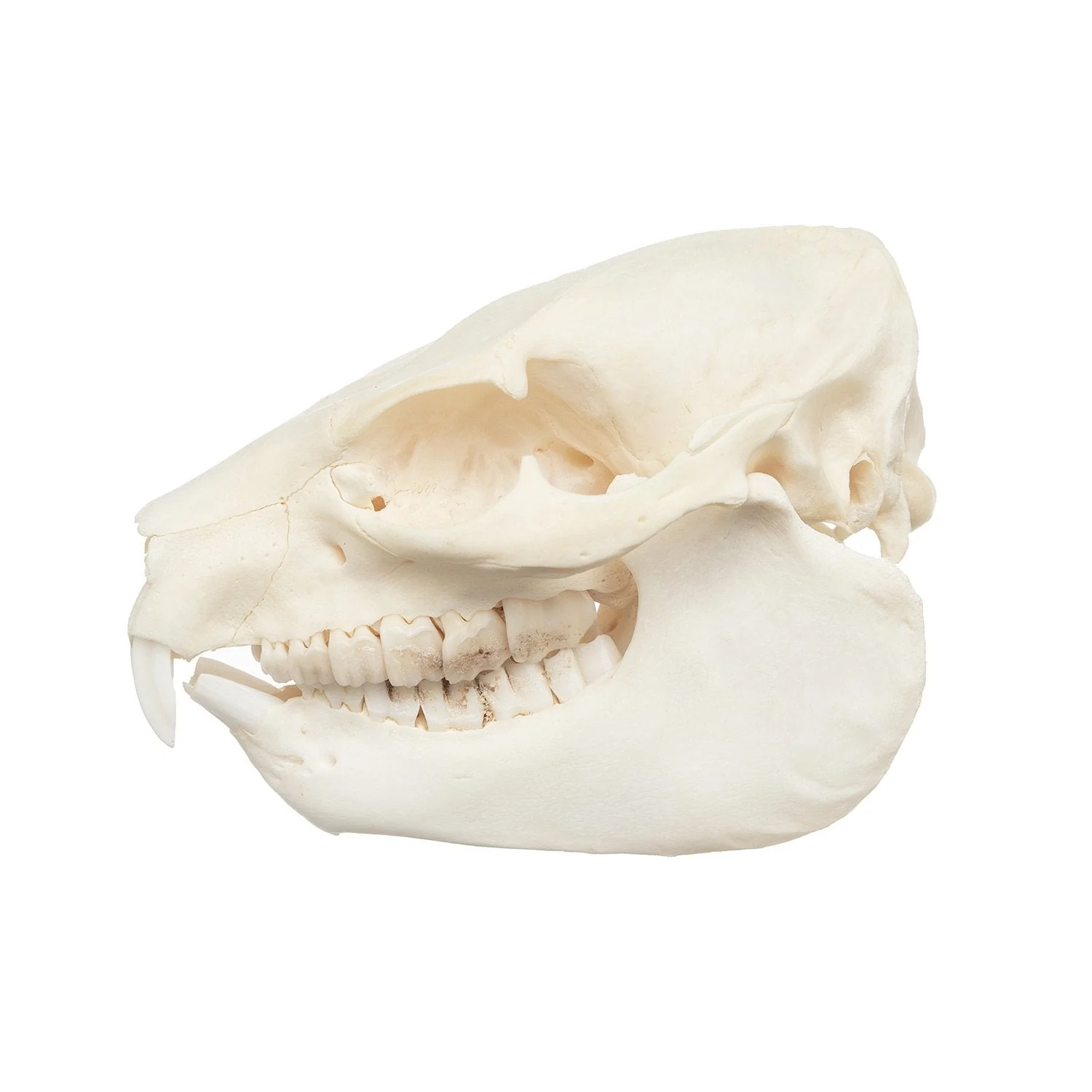 Real Rock Hyrax Skull - Image 7