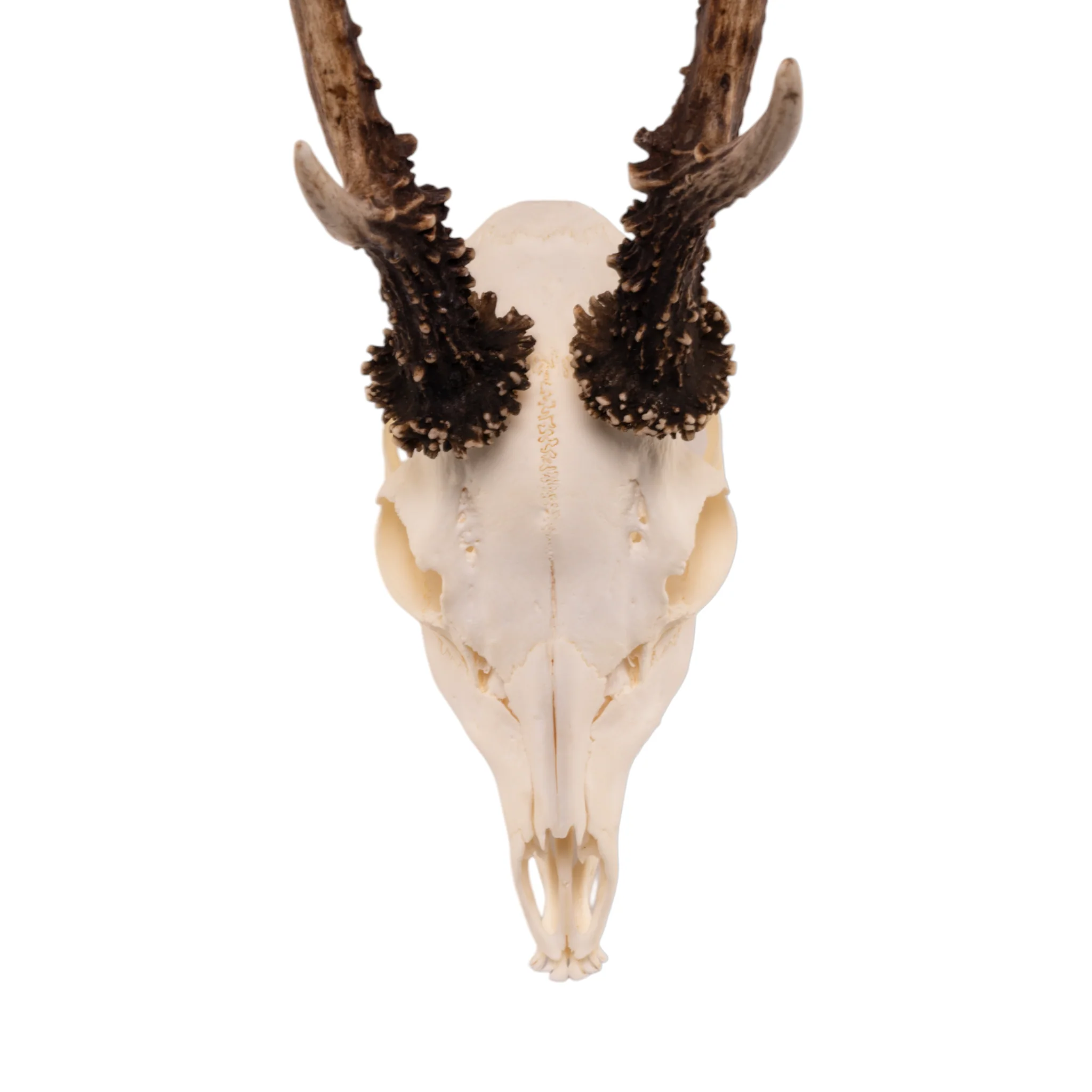 Real Roe Deer Skull with Mandible - Image 3