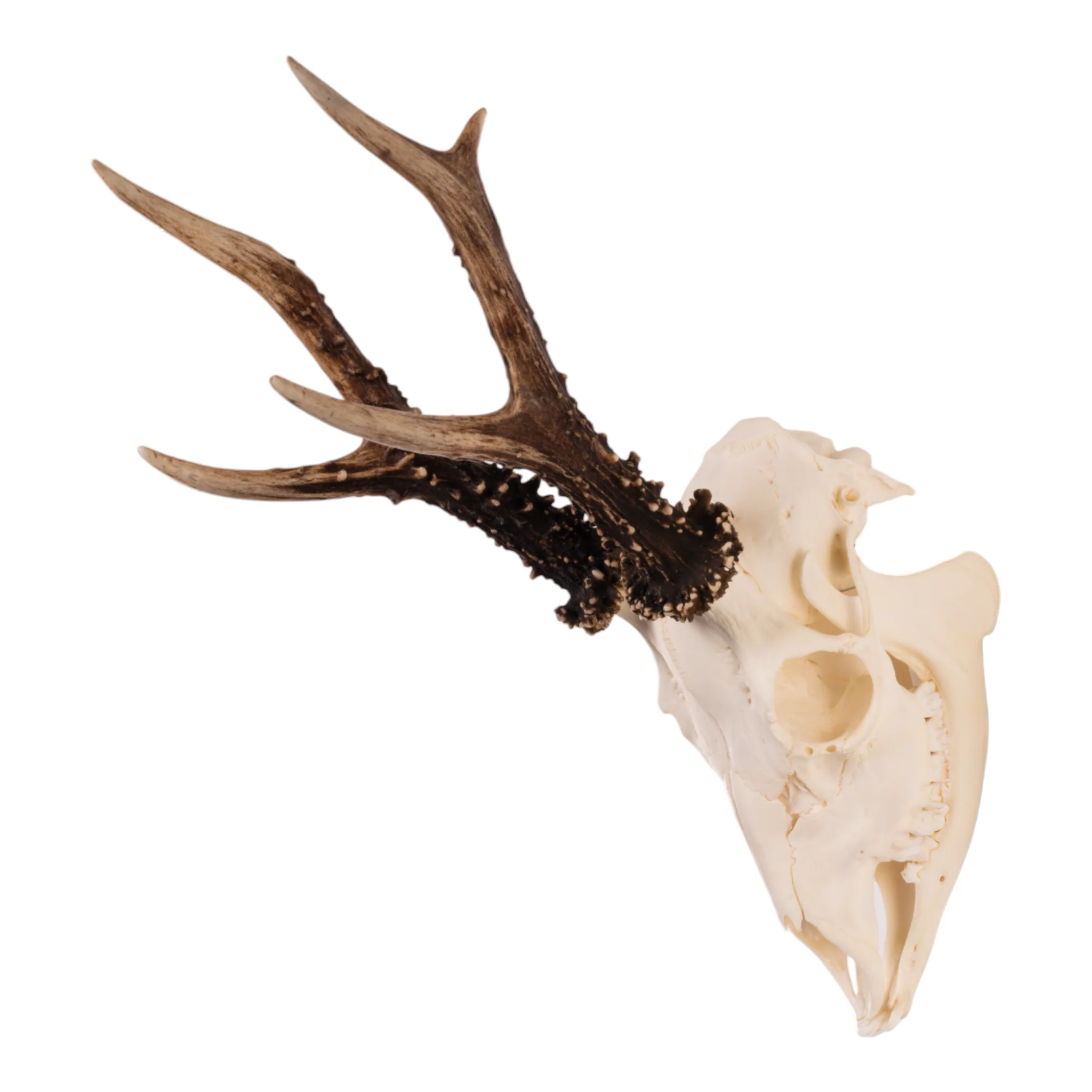 Real Roe Deer Skull with Mandible - Image 4