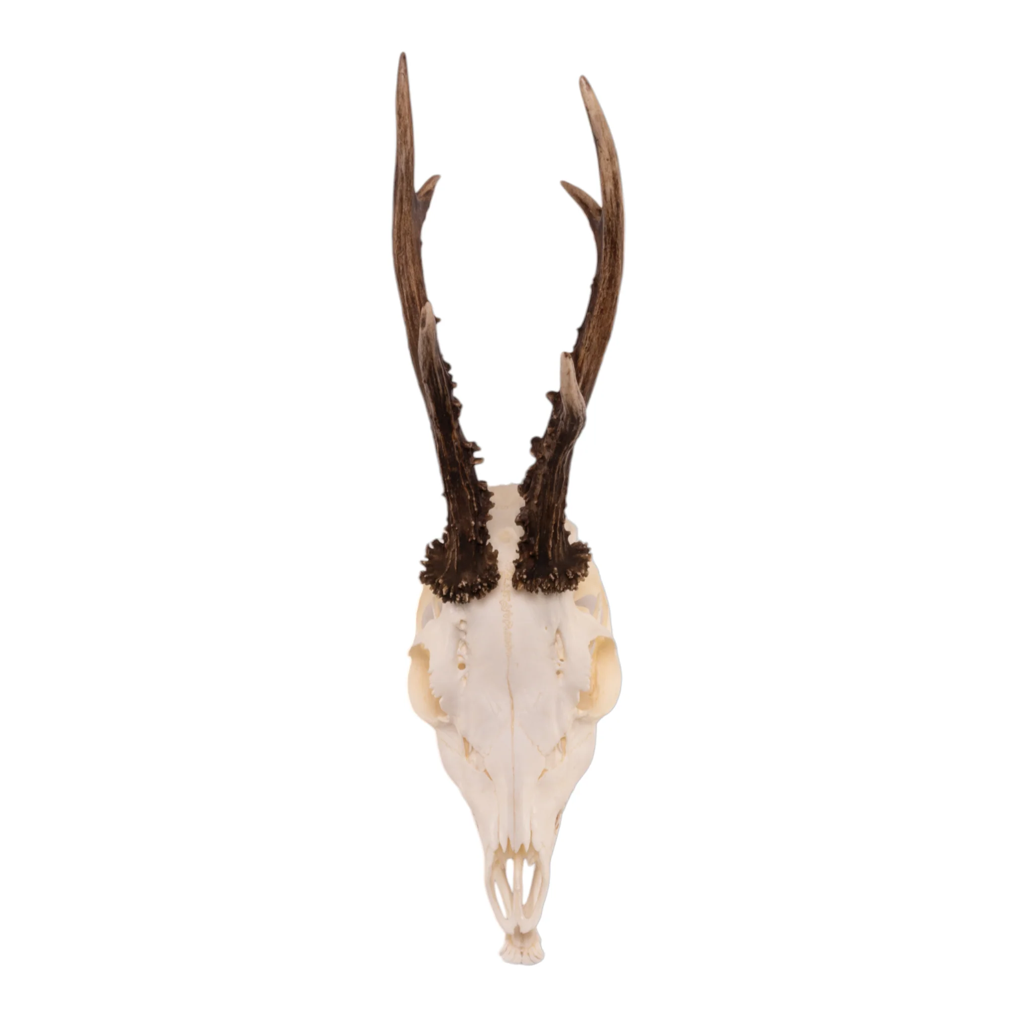 Real Roe Deer Skull with Mandible - Image 5