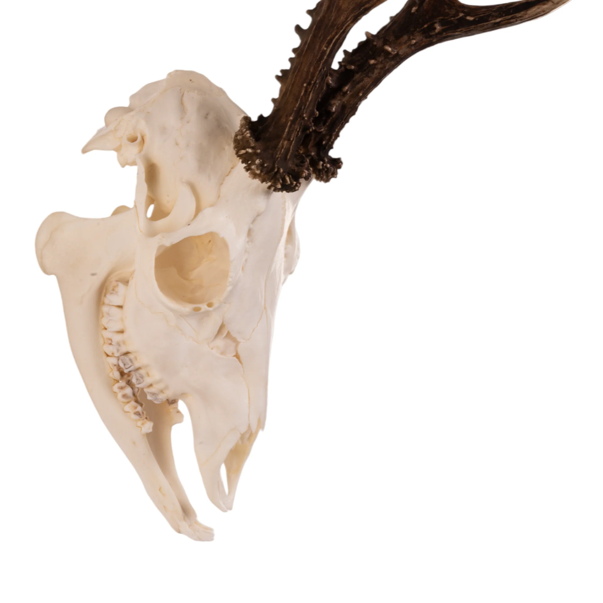 Real Roe Deer Skull with Mandible - Image 6