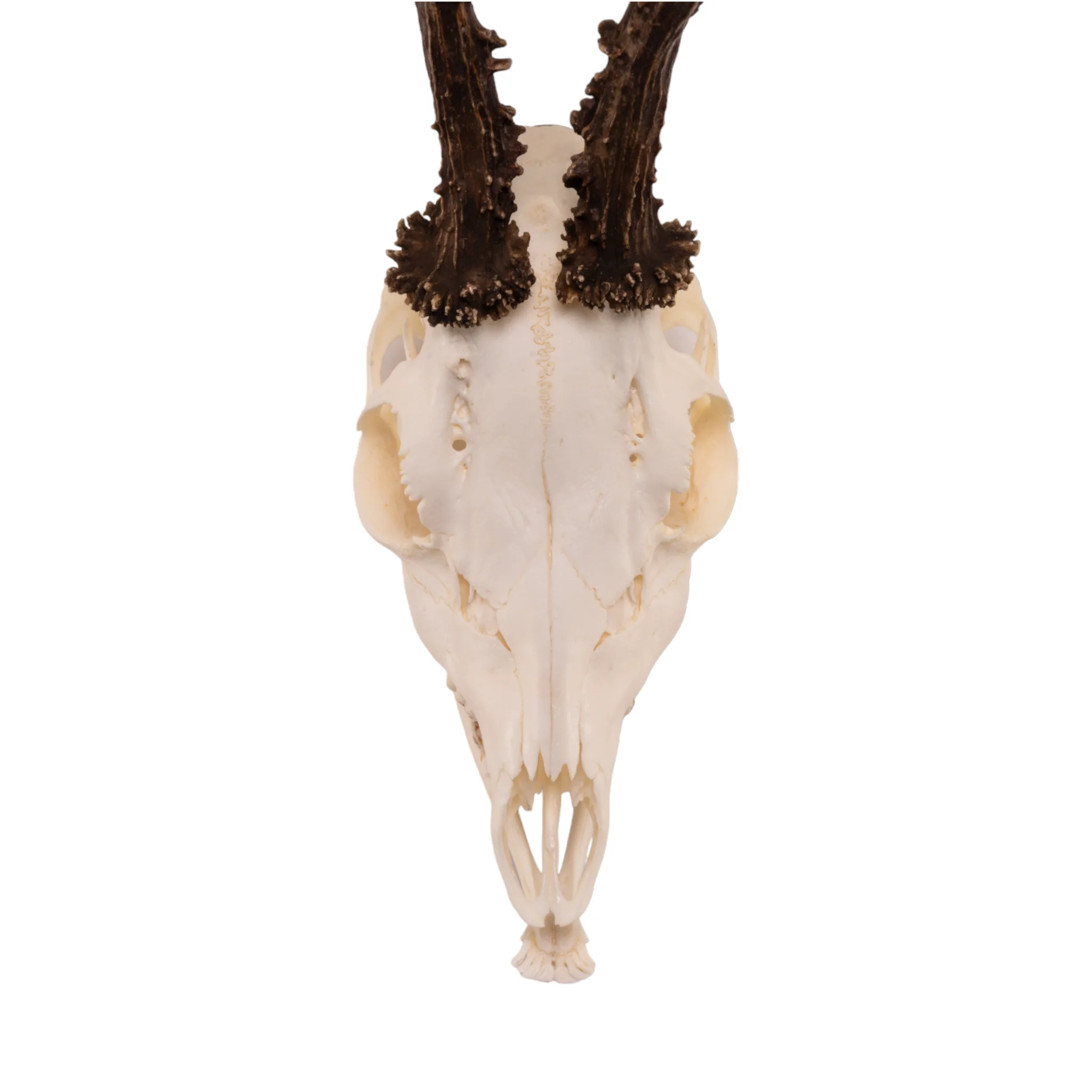 Real Roe Deer Skull with Mandible - Image 7