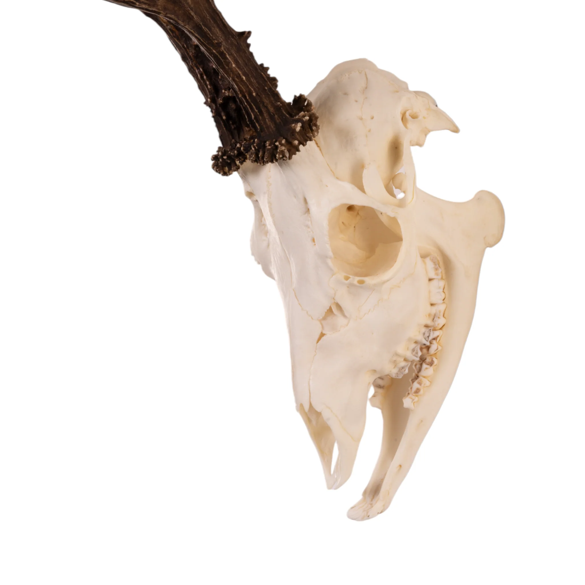 Real Roe Deer Skull with Mandible - Image 8