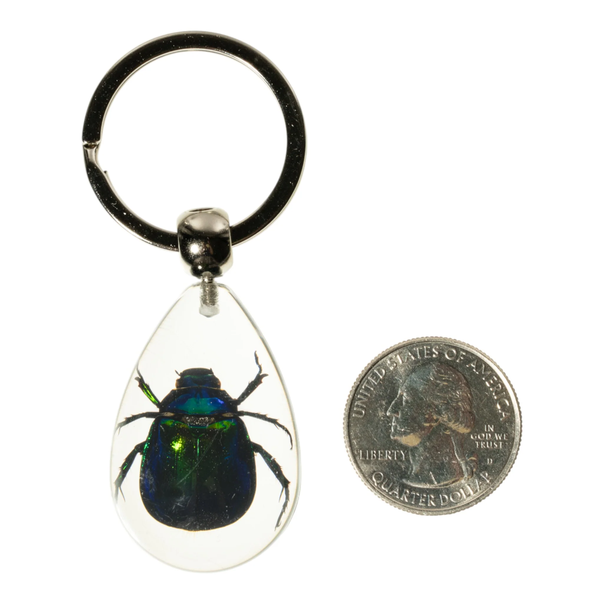 Real Rutelian Beetle in Acrylic Keychain - Image 3