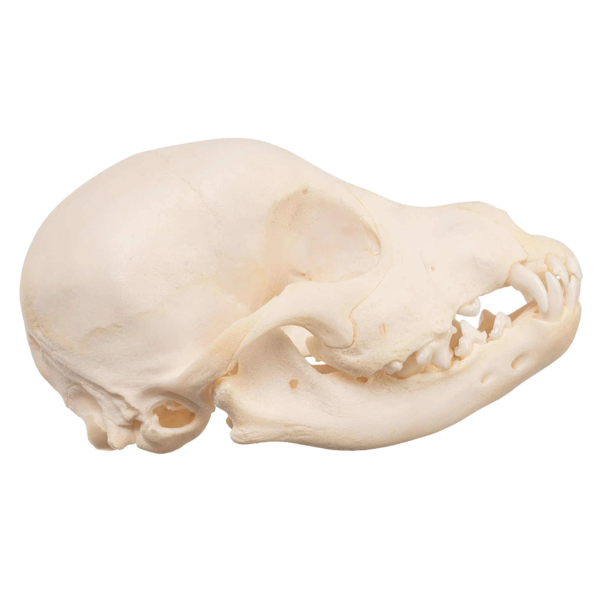 Real Domestic Dog Skull - Schnauzer Puppy - Image 2