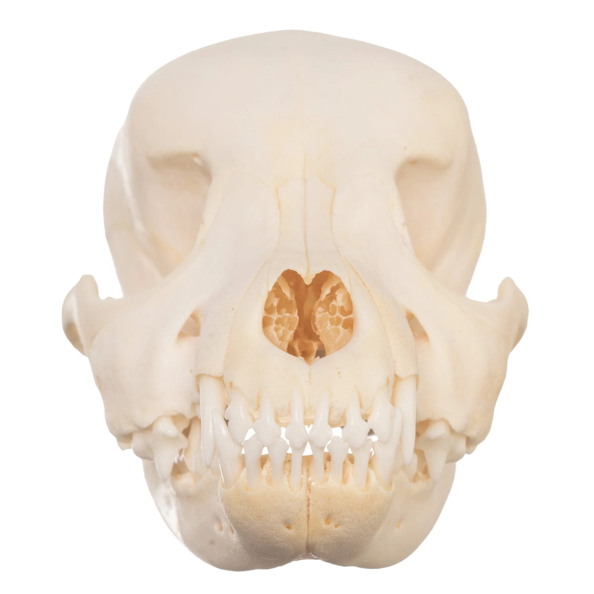 Real Domestic Dog Skull - Schnauzer Puppy - Image 3