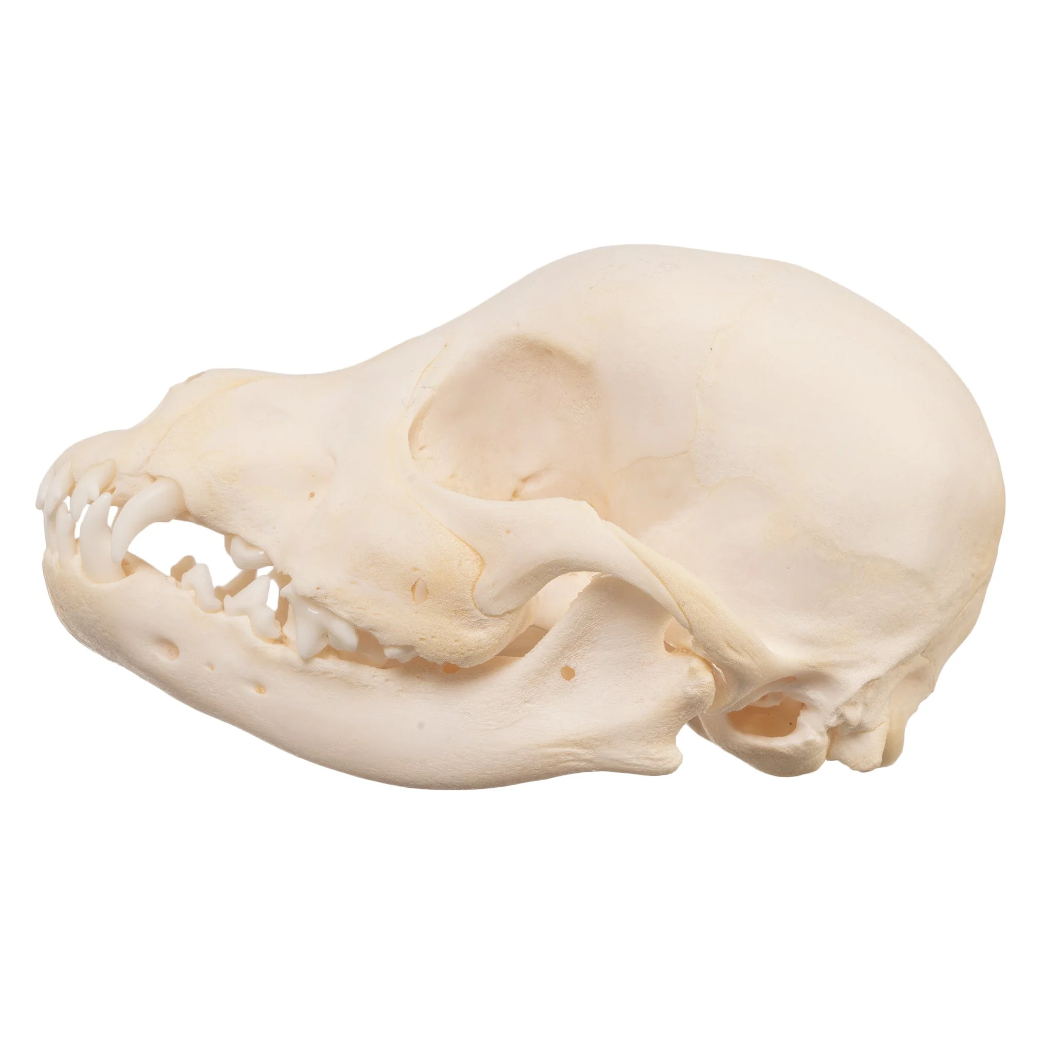 Real Domestic Dog Skull - Schnauzer Puppy - Image 4