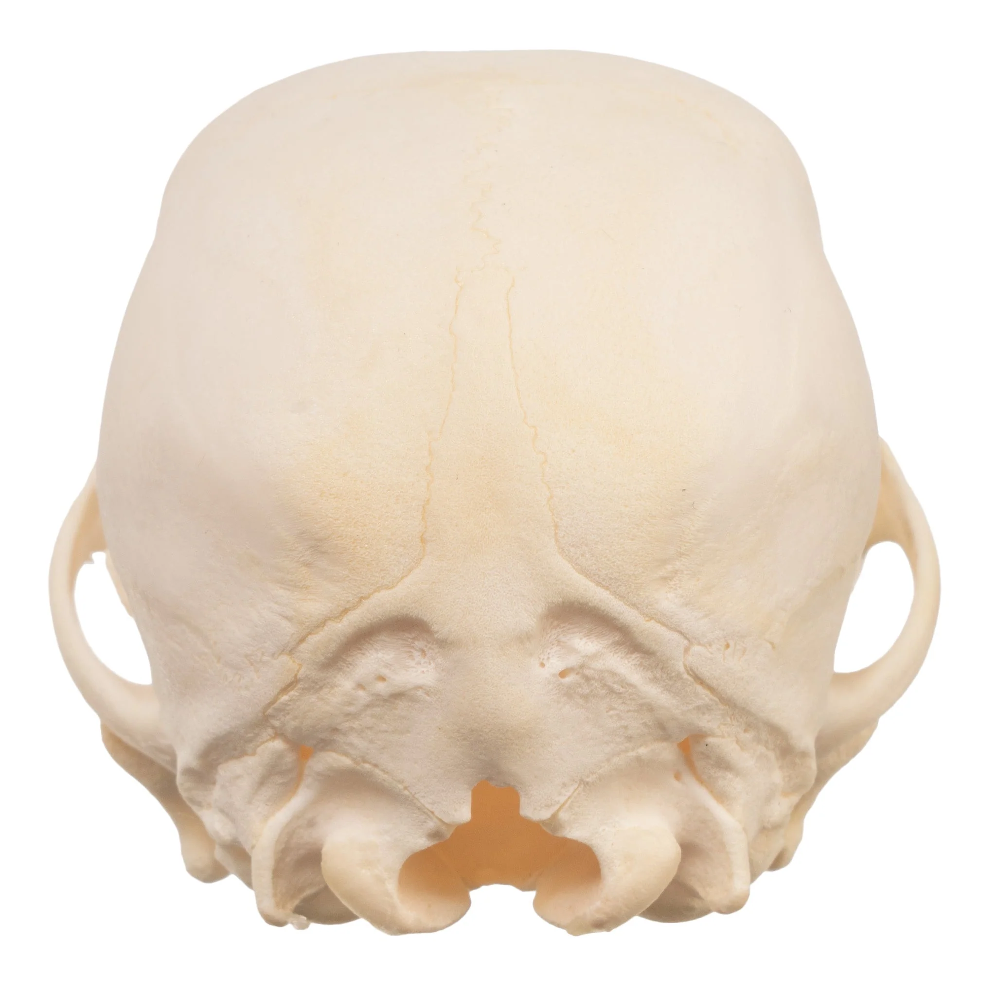 Real Domestic Dog Skull - Schnauzer Puppy - Image 5