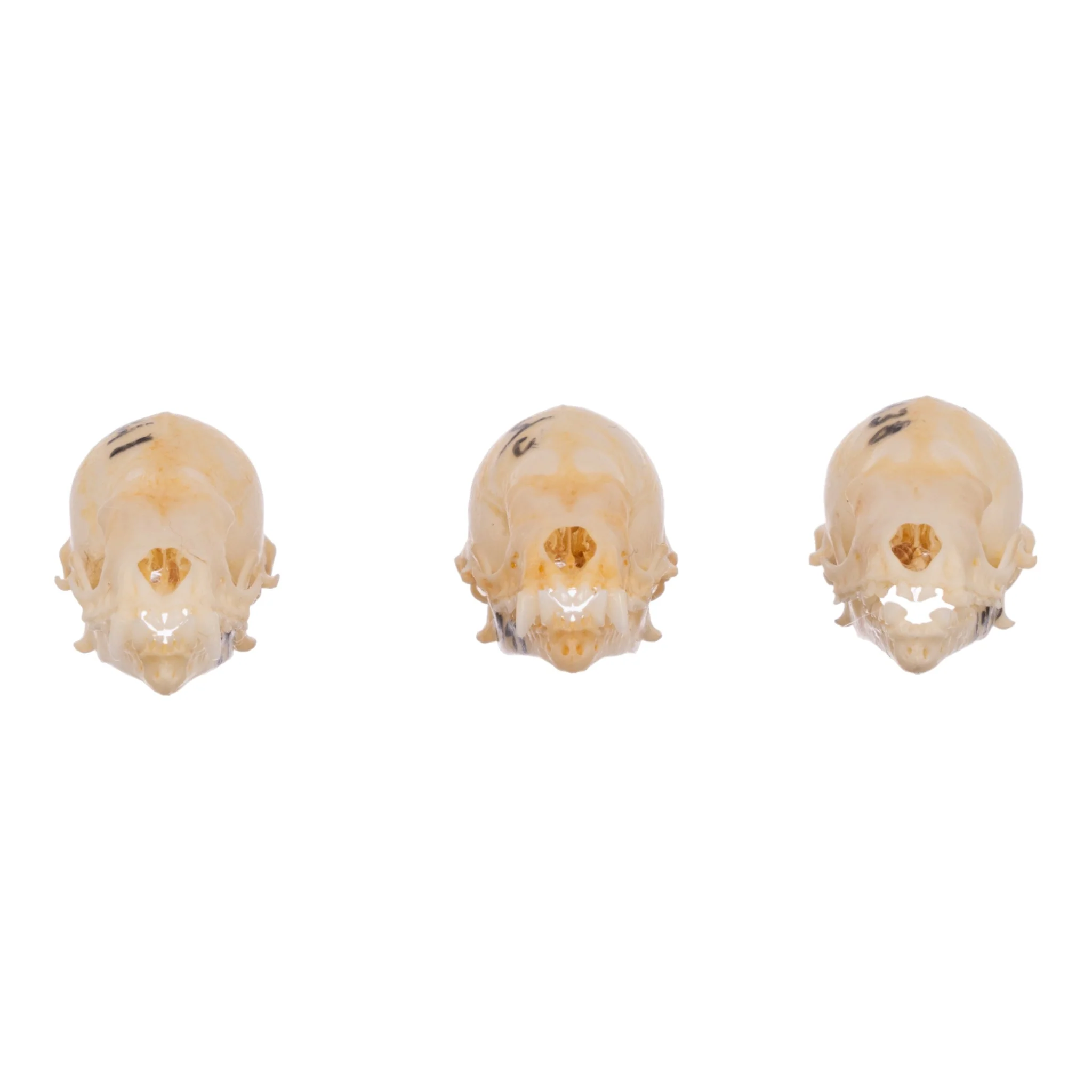 Real Seba's Short-tailed Bat Skull - Single (Multiple Variants) - Image 3