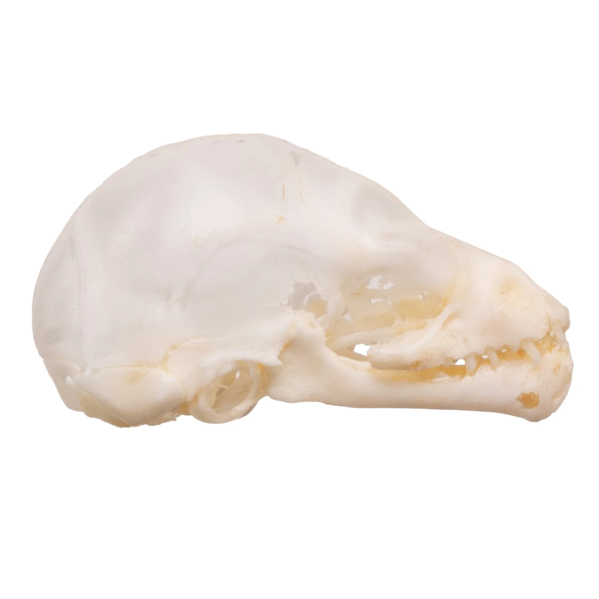 Real Seba's Short-tailed Bat Skull - Juvenile - Image 2