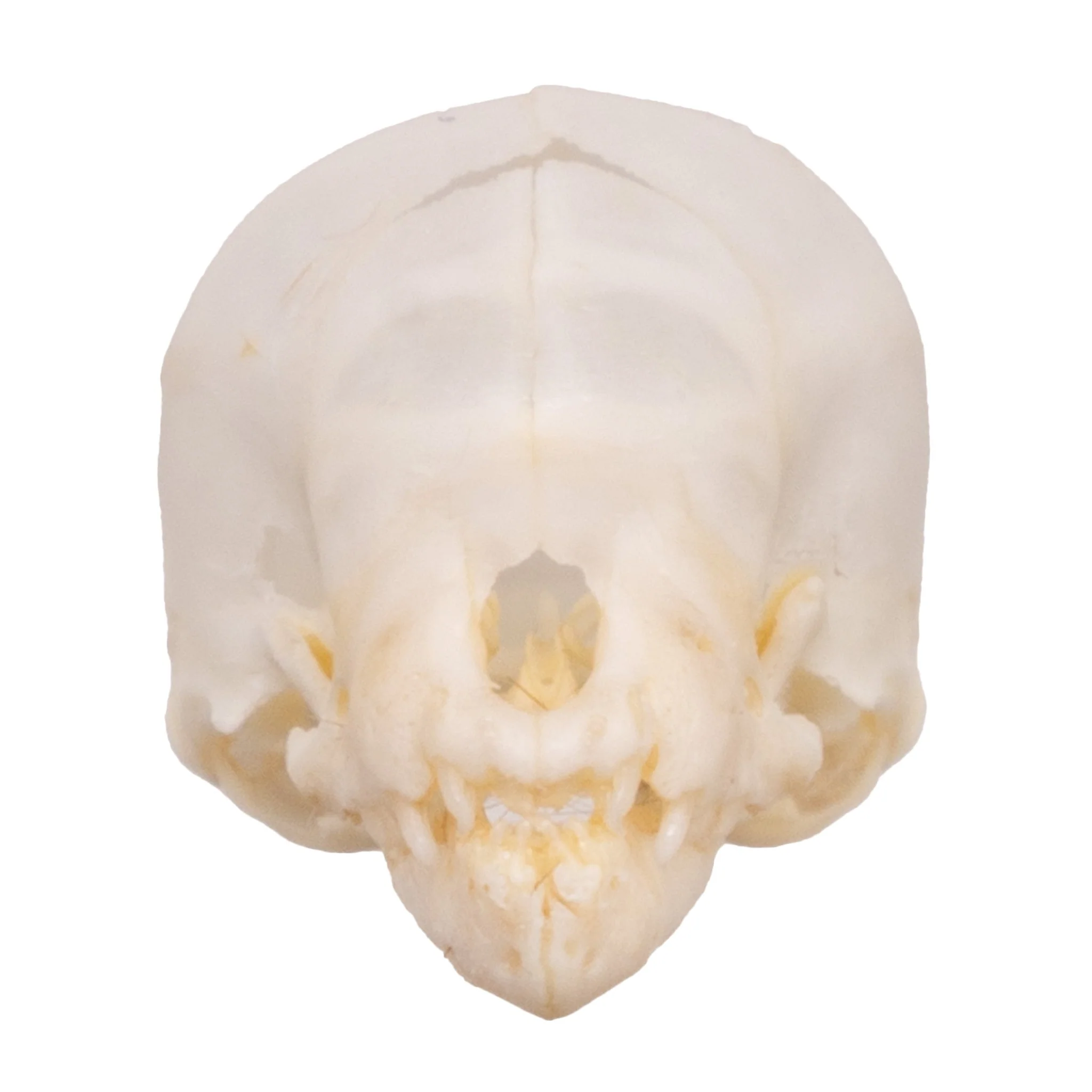 Real Seba's Short-tailed Bat Skull - Juvenile - Image 3