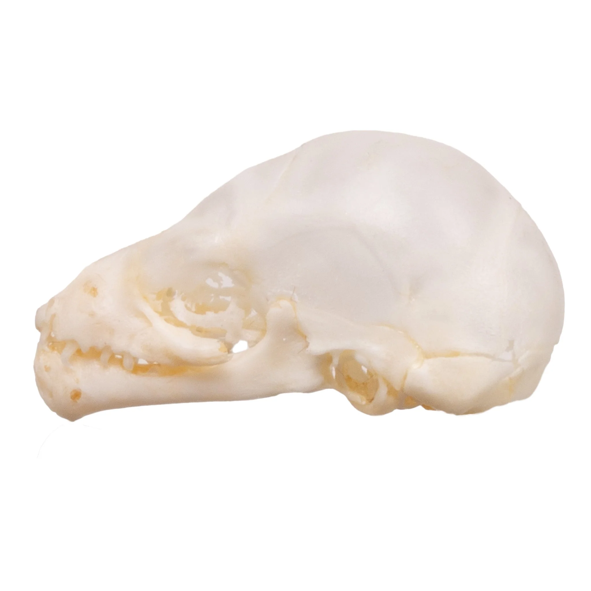 Real Seba's Short-tailed Bat Skull - Juvenile - Image 4