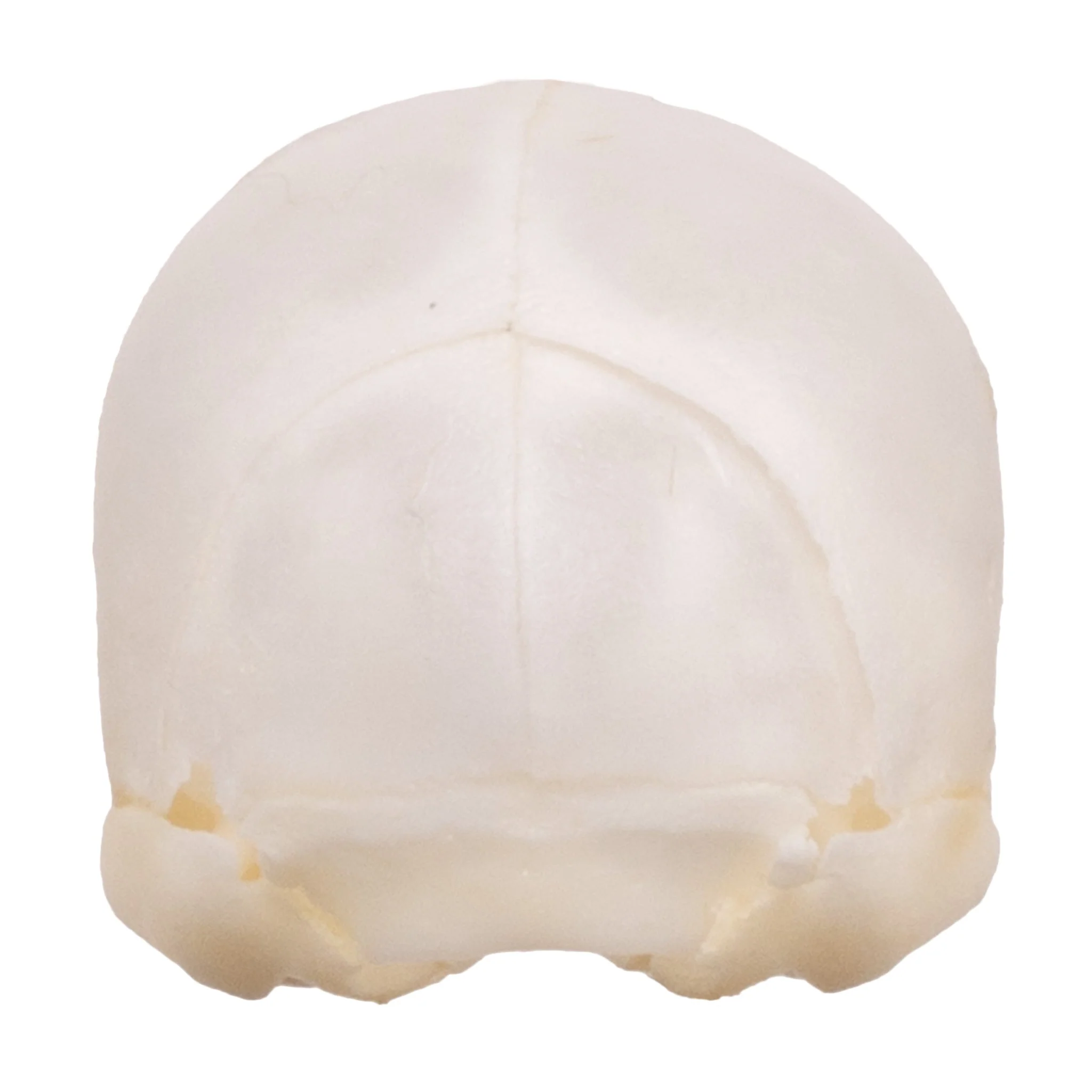 Real Seba's Short-tailed Bat Skull - Juvenile - Image 5
