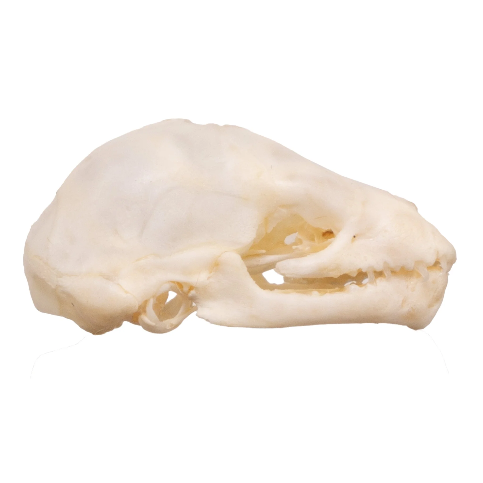 Real Seba's Short-tailed Bat Skull - Juvenile - Image 6