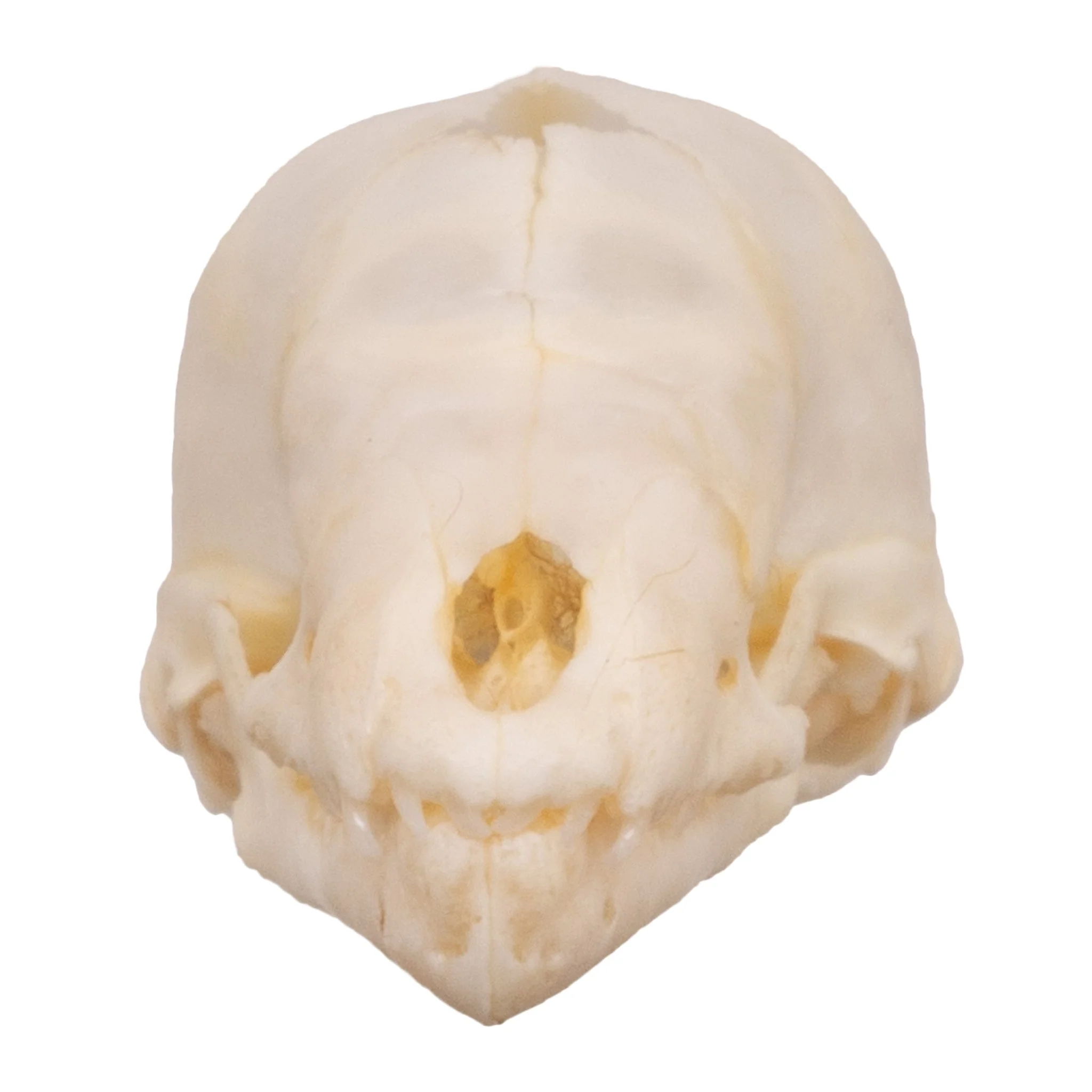 Real Seba's Short-tailed Bat Skull - Juvenile - Image 7