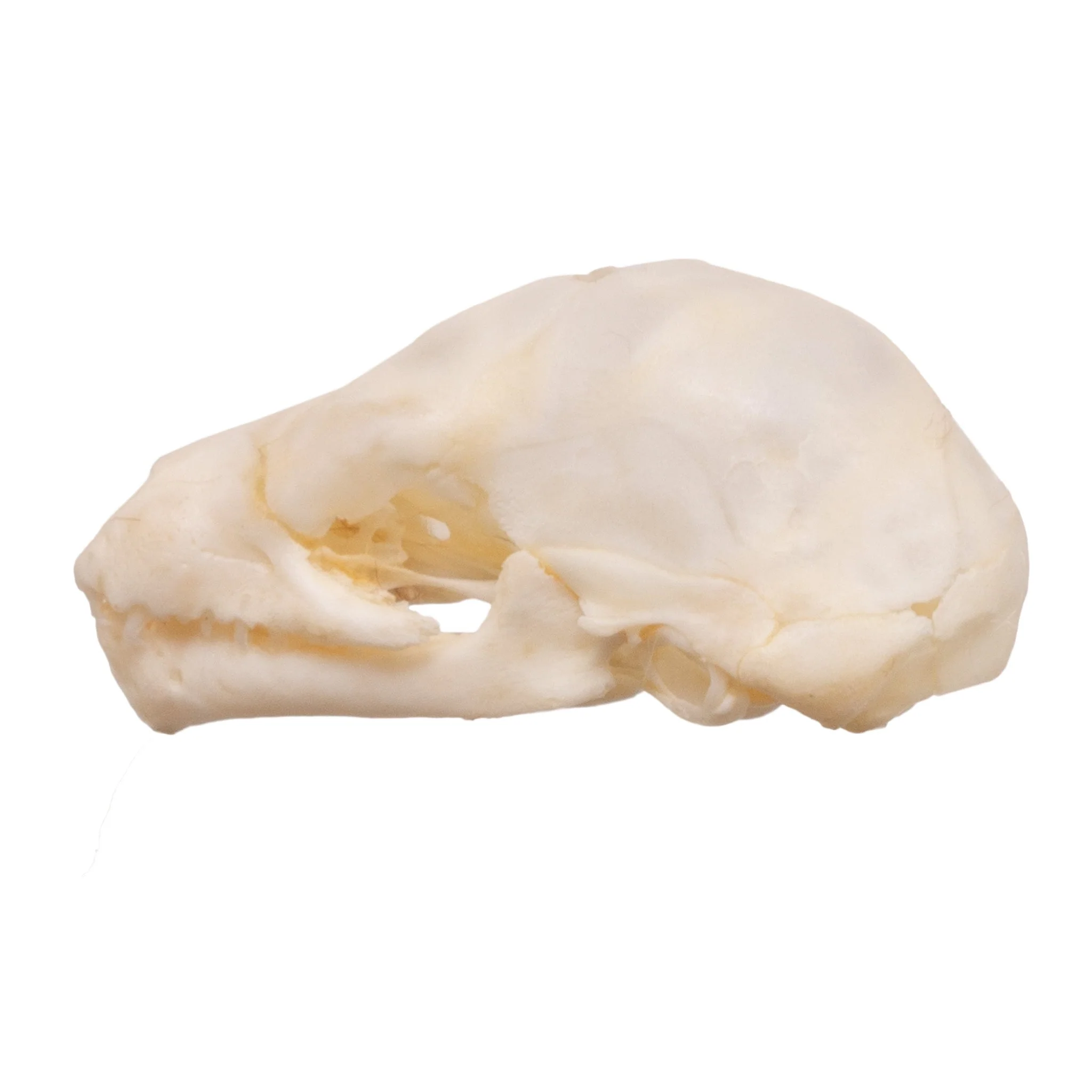 Real Seba's Short-tailed Bat Skull - Juvenile - Image 8