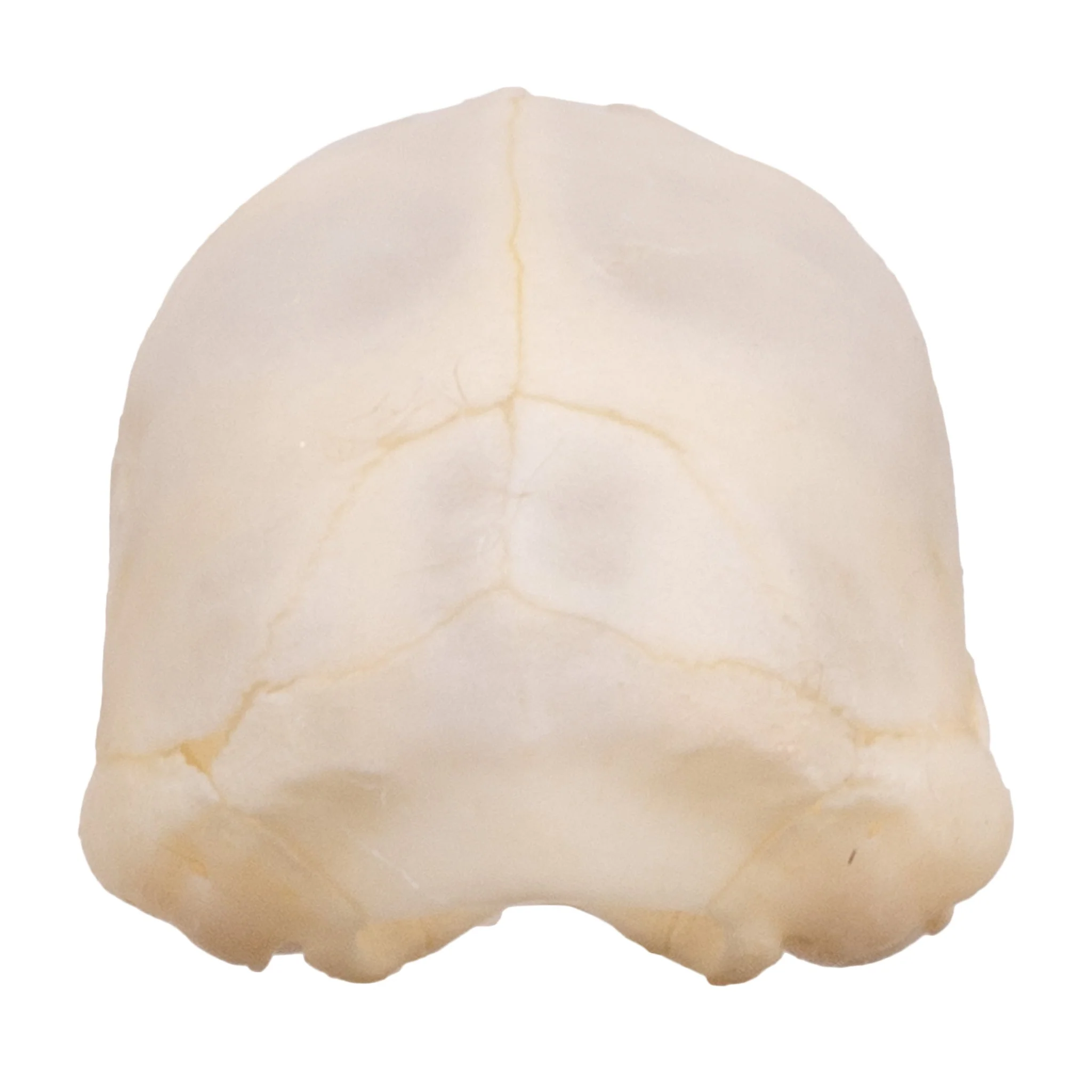 Real Seba's Short-tailed Bat Skull - Juvenile - Image 9
