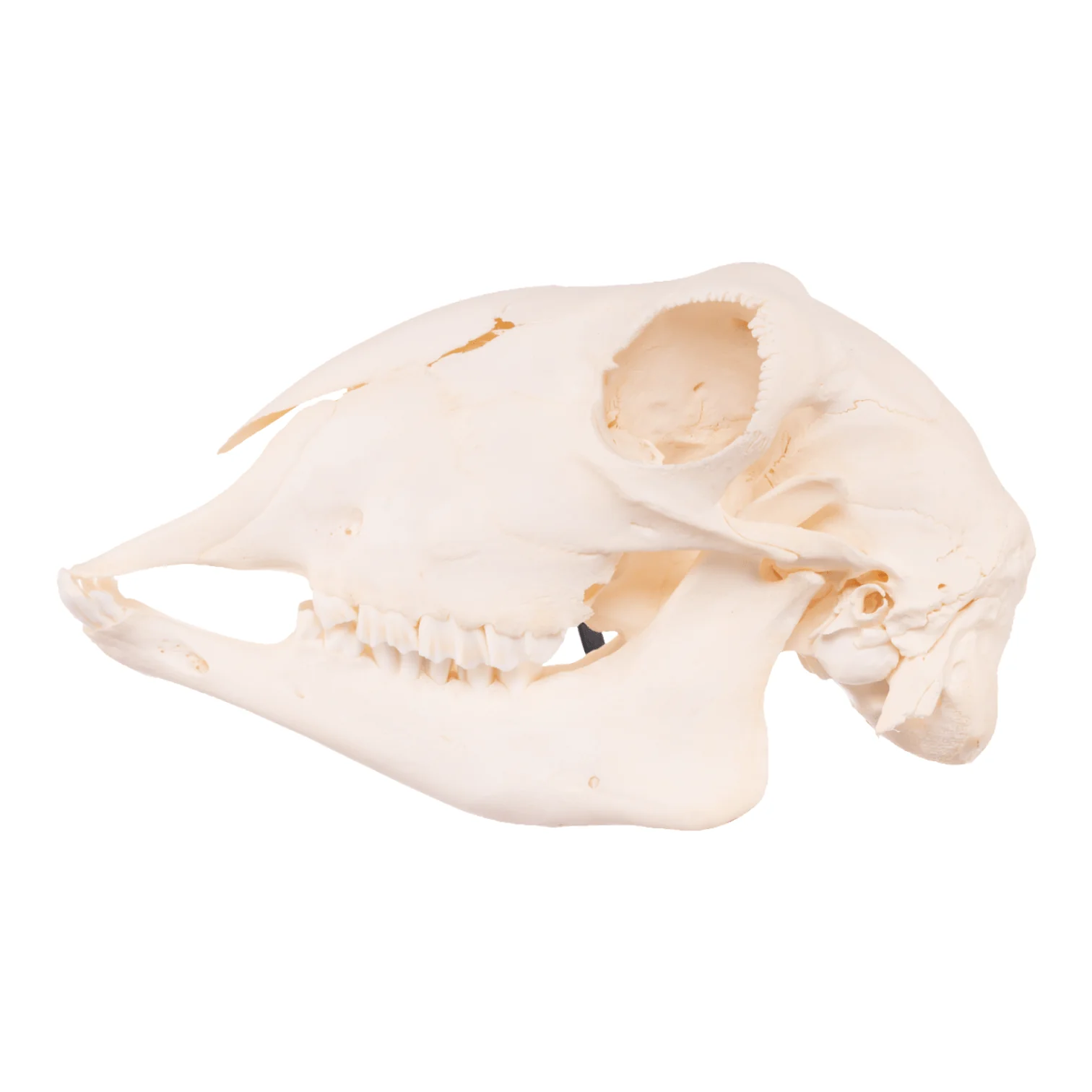 Real Sheep Skull - Adolescent - Image 4