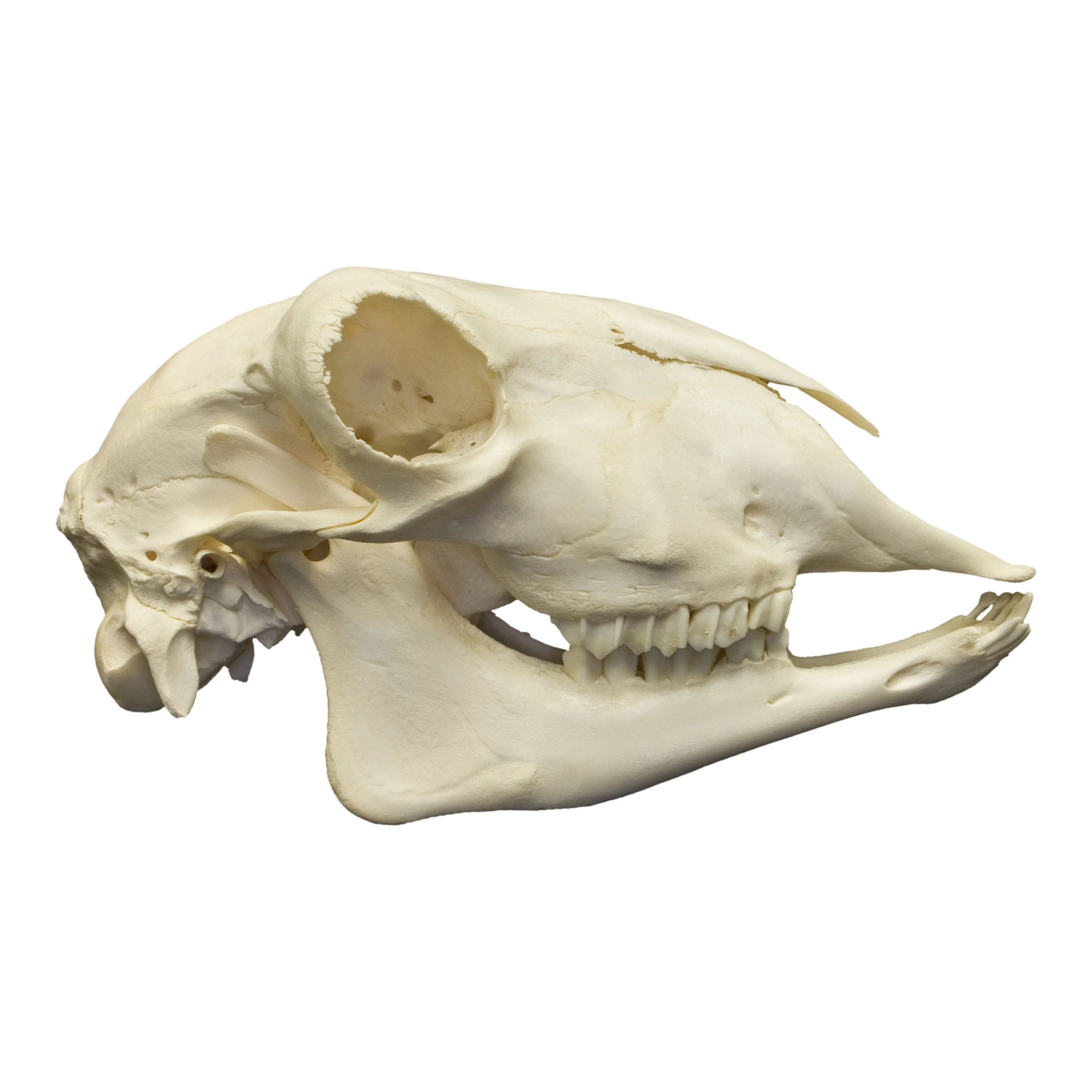 Real Sheep Skull - Image 2