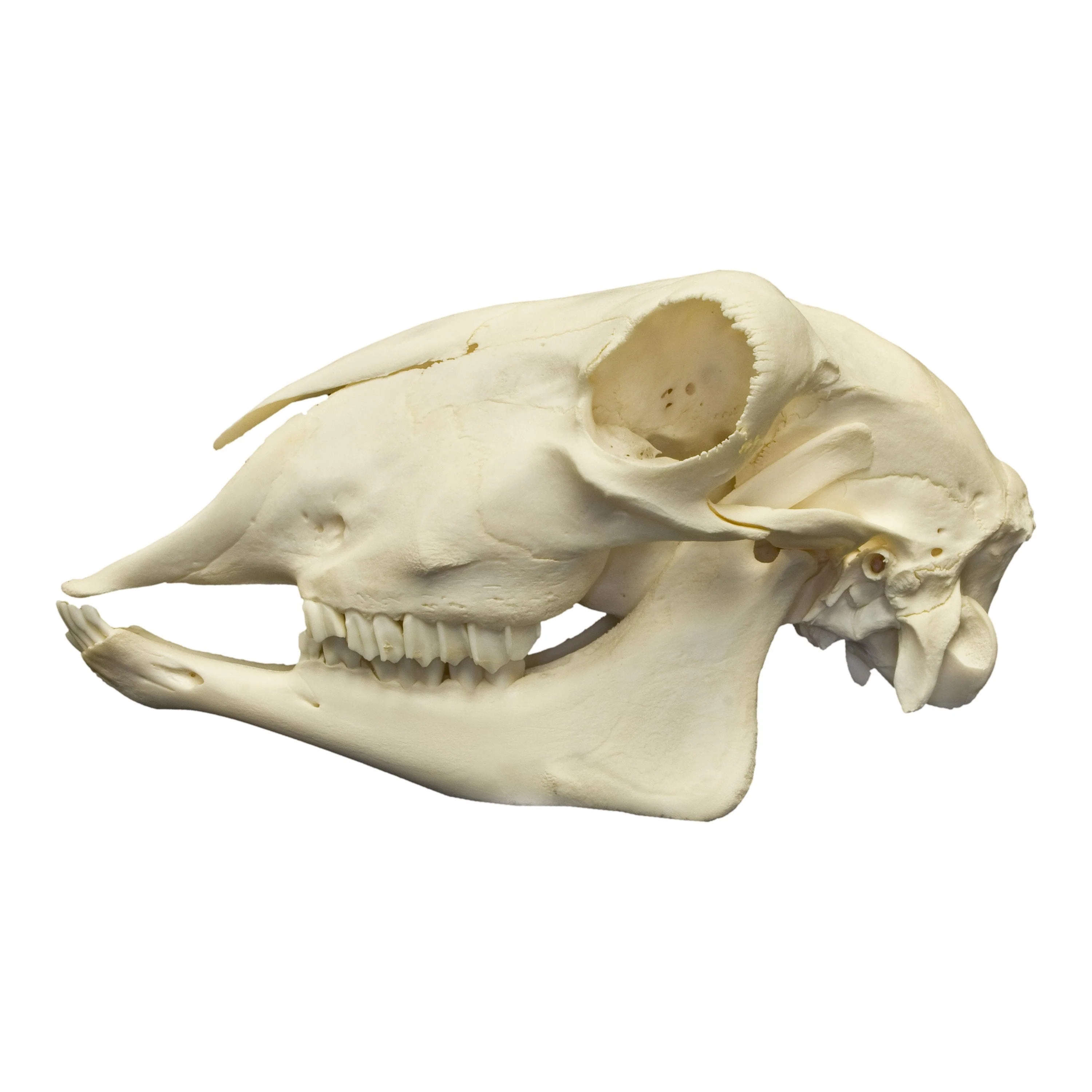 Real Sheep Skull - Image 3