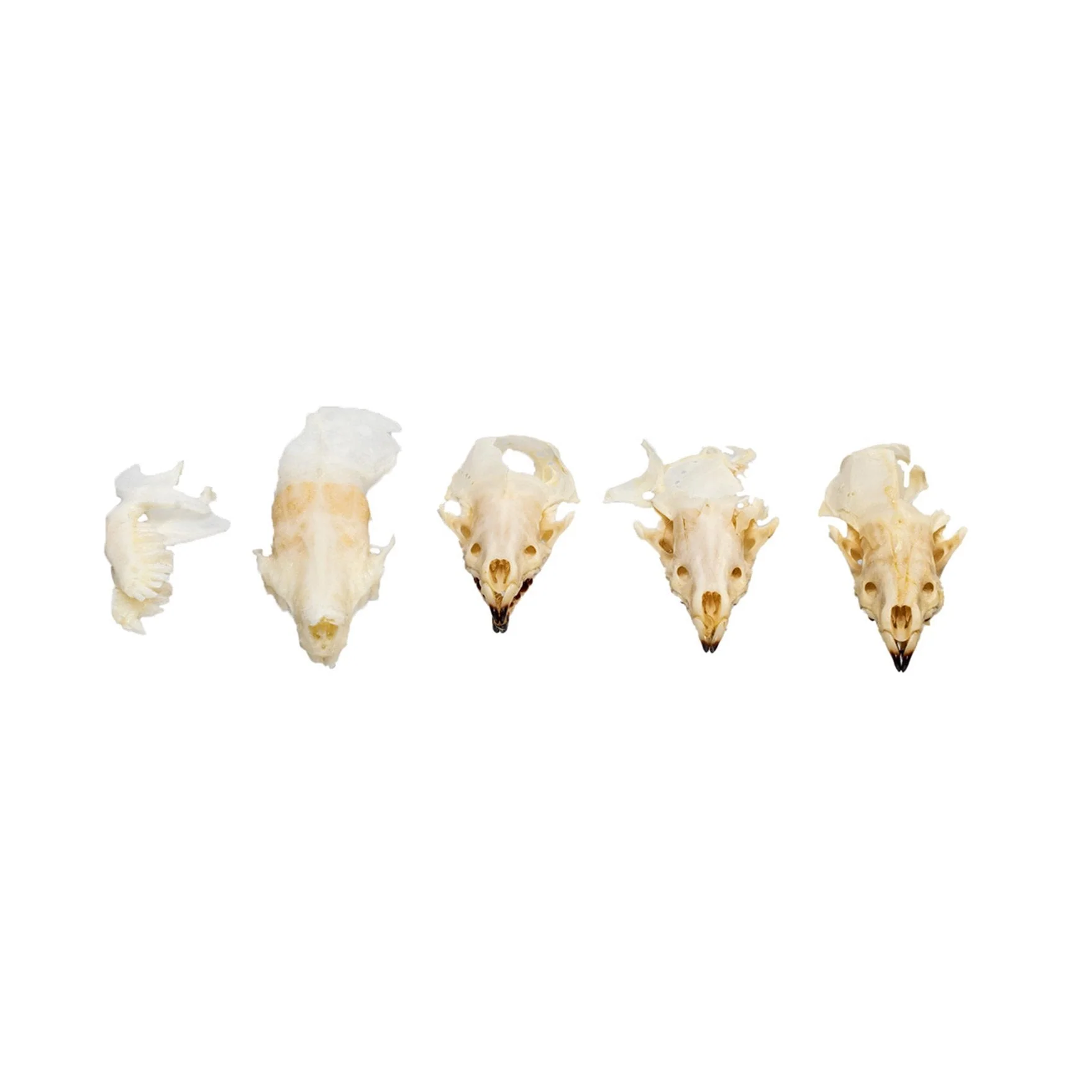 Real Bag-O-Shrew Skulls - Image 3