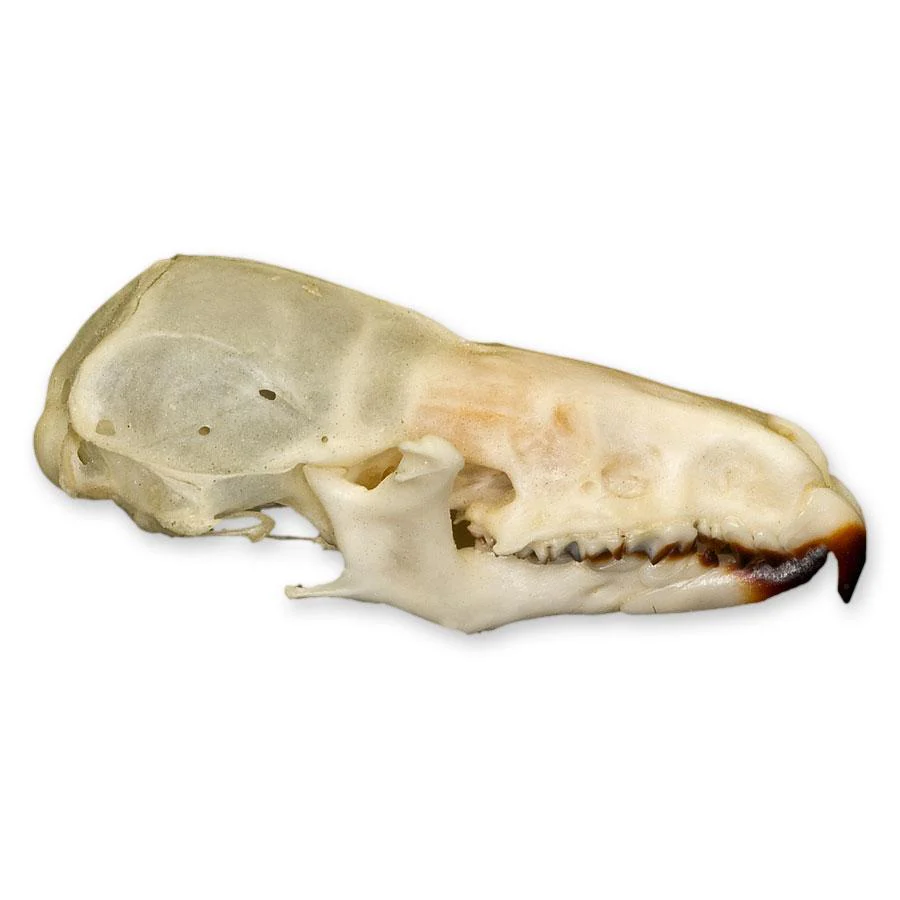 Real Shrew Skull - Image 2