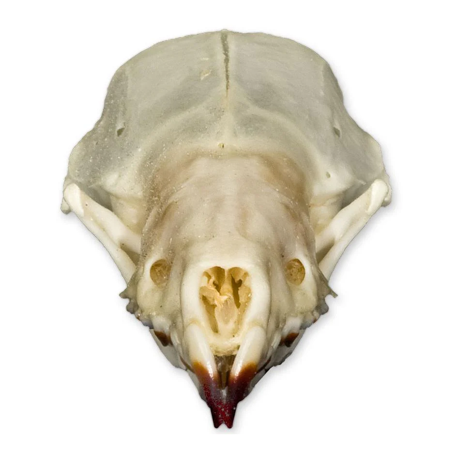 Real Shrew Skull - Image 3