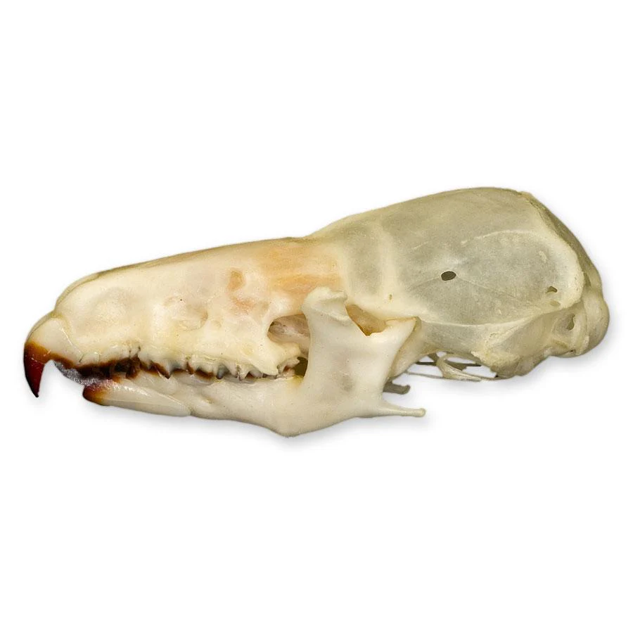 Real Shrew Skull - Image 4