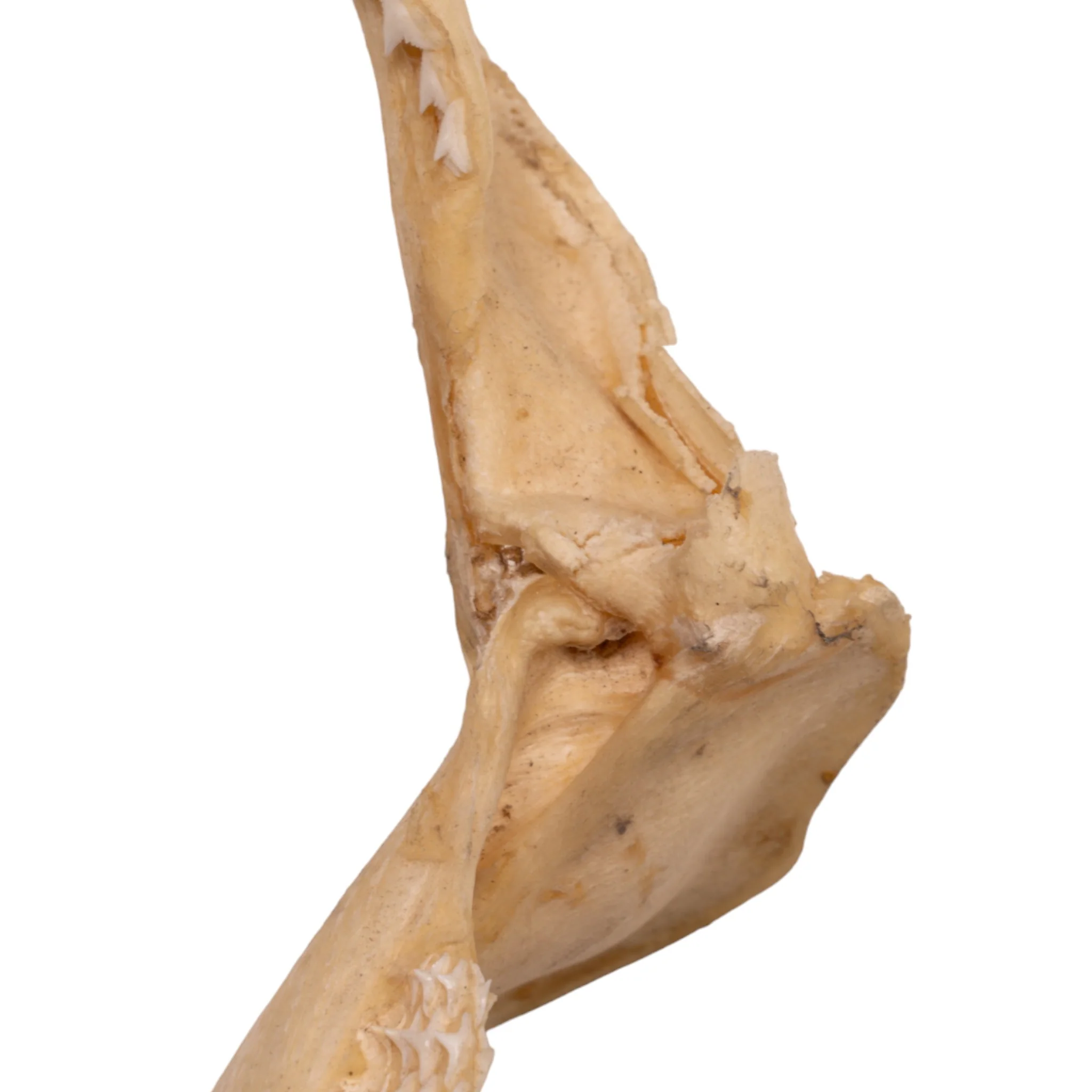 Real Silky Shark Jaw (9") - Image 5