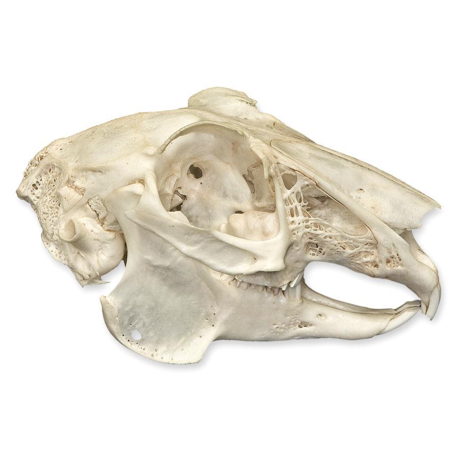 Real Predator and Prey Skull Set - Image 10