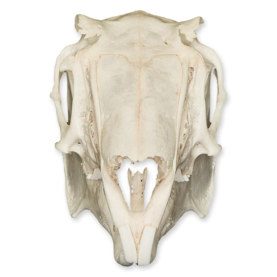 Real Predator and Prey Skull Set - Image 11