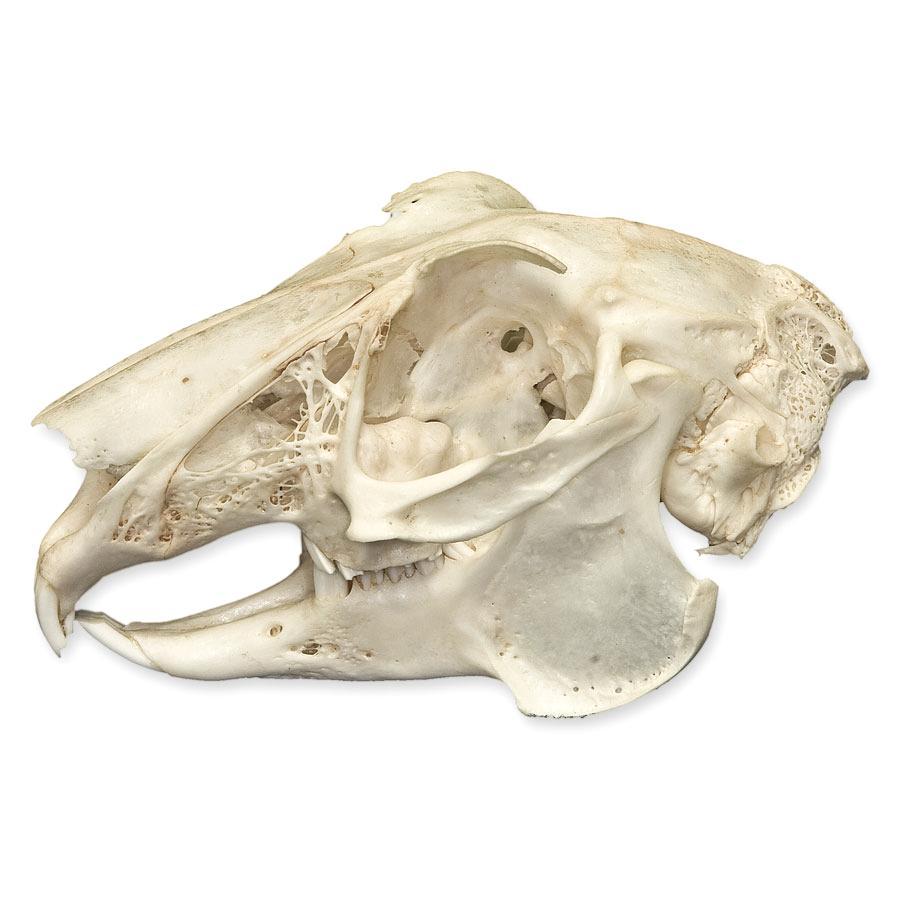 Real Predator and Prey Skull Set - Image 12