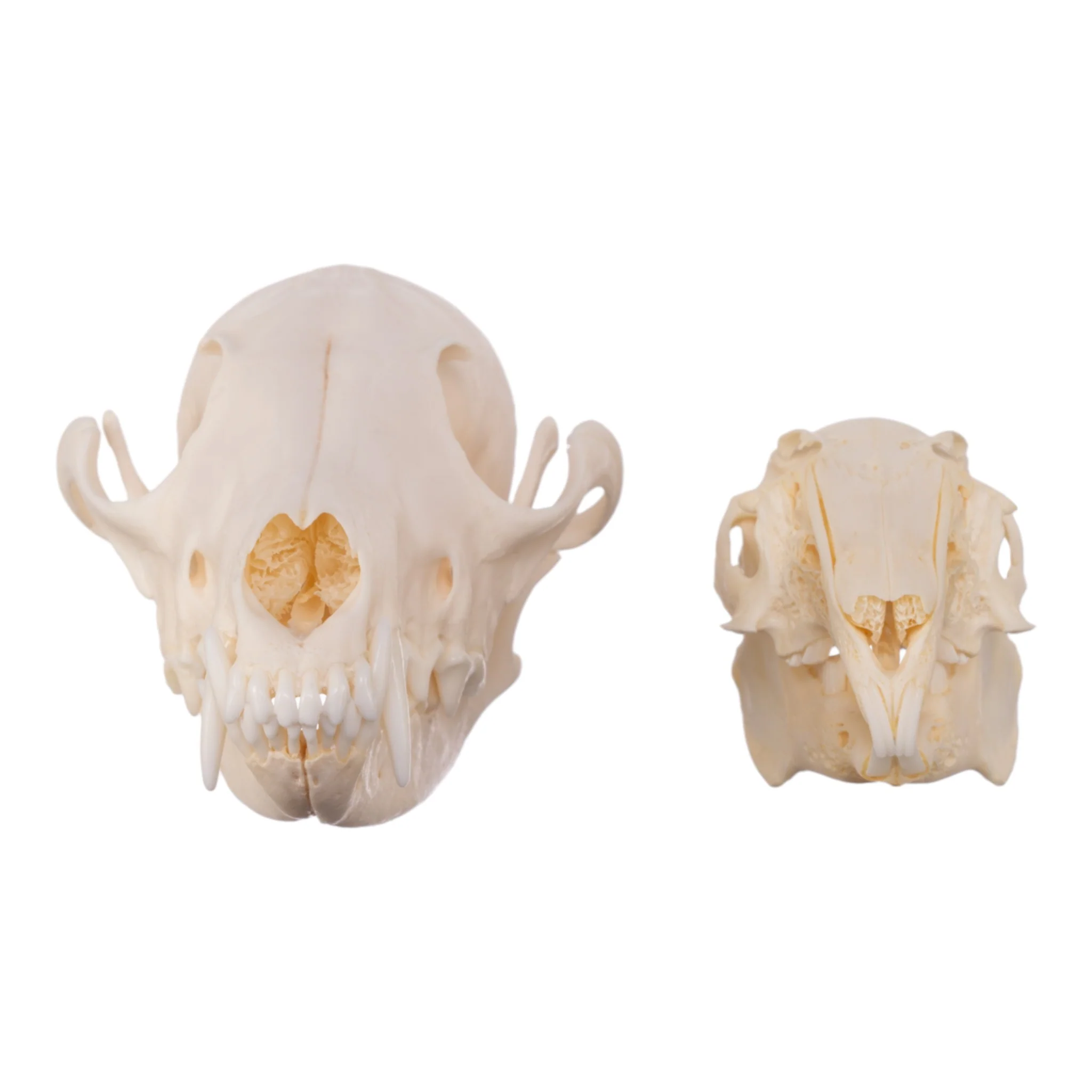 Real Predator and Prey Skull Set - Image 3