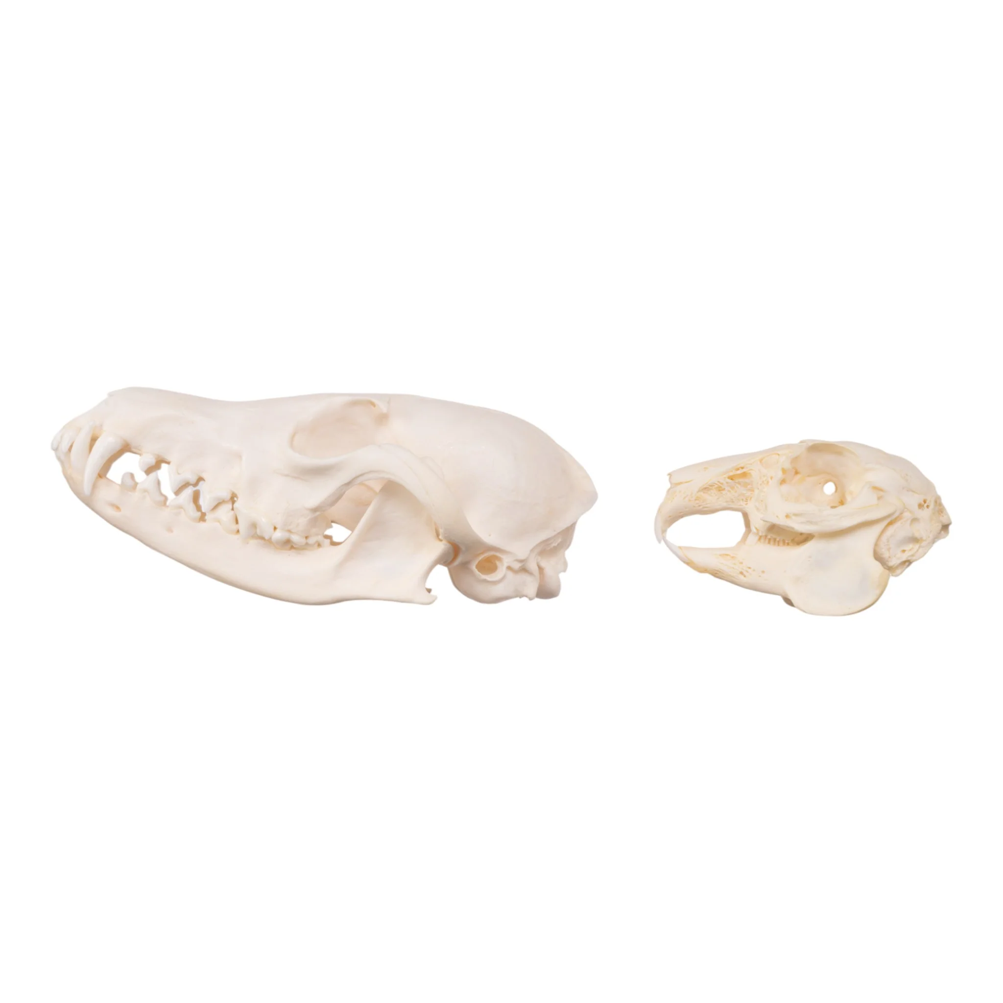 Real Predator and Prey Skull Set - Image 4