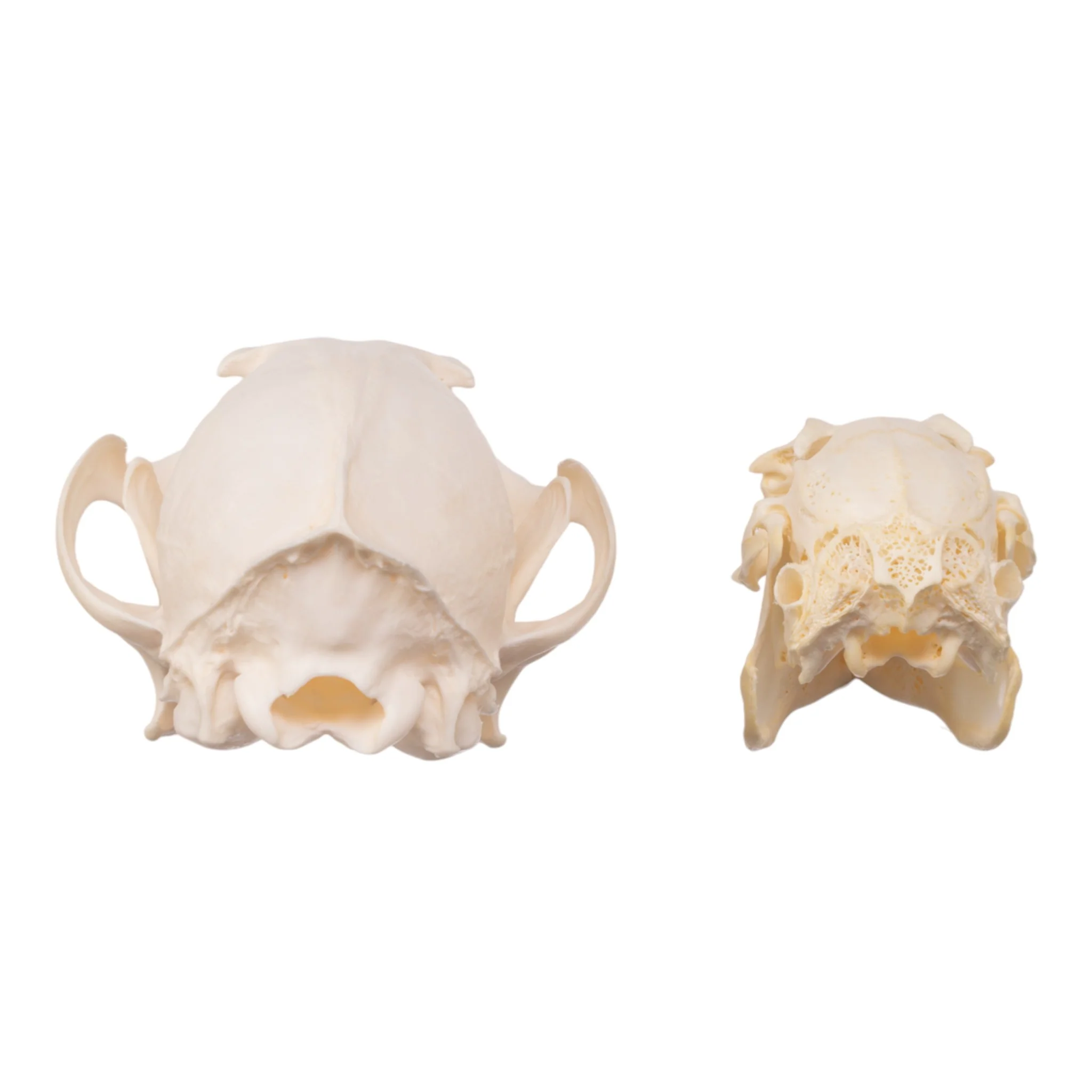 Real Predator and Prey Skull Set - Image 5