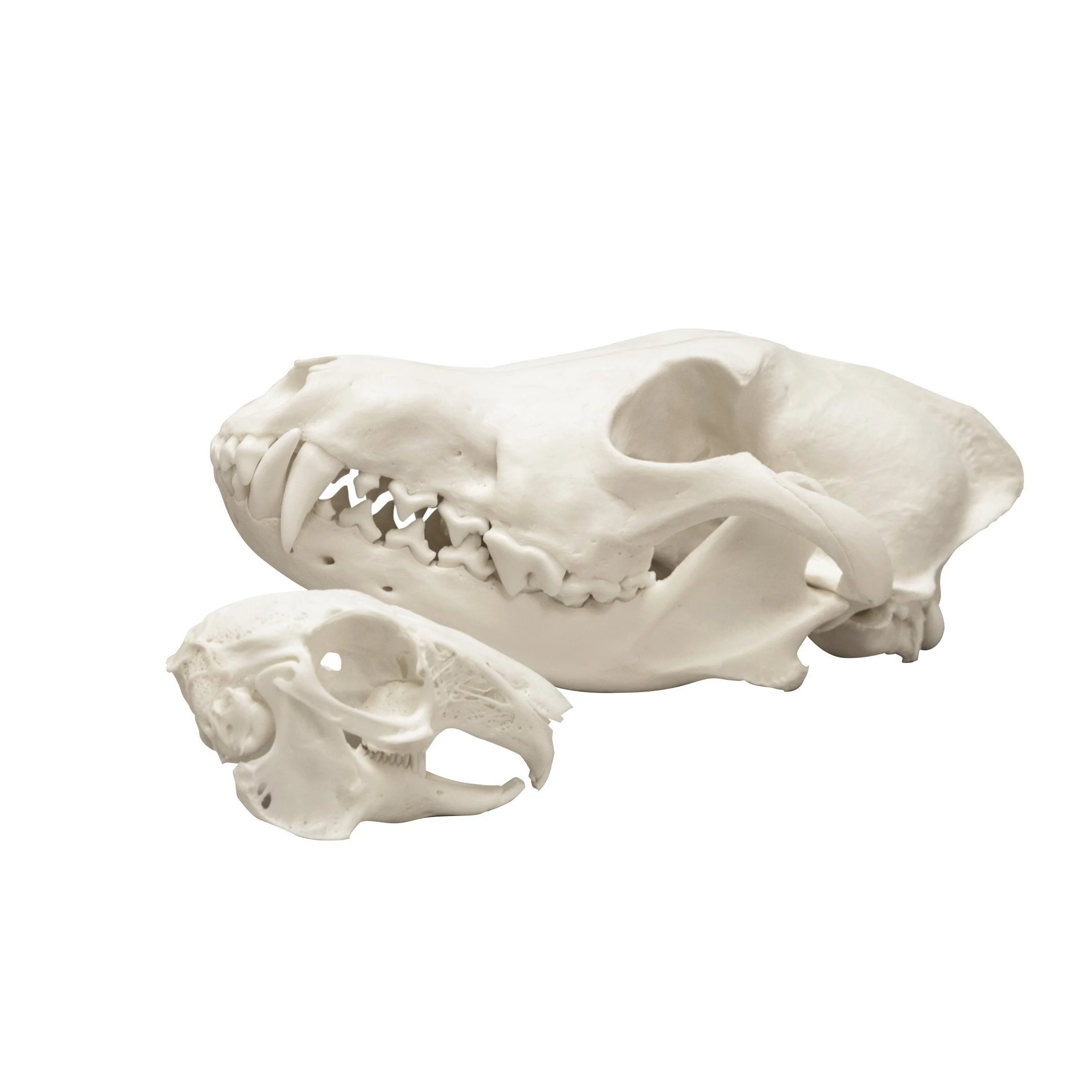 Real Predator and Prey Skull Set - Image 6