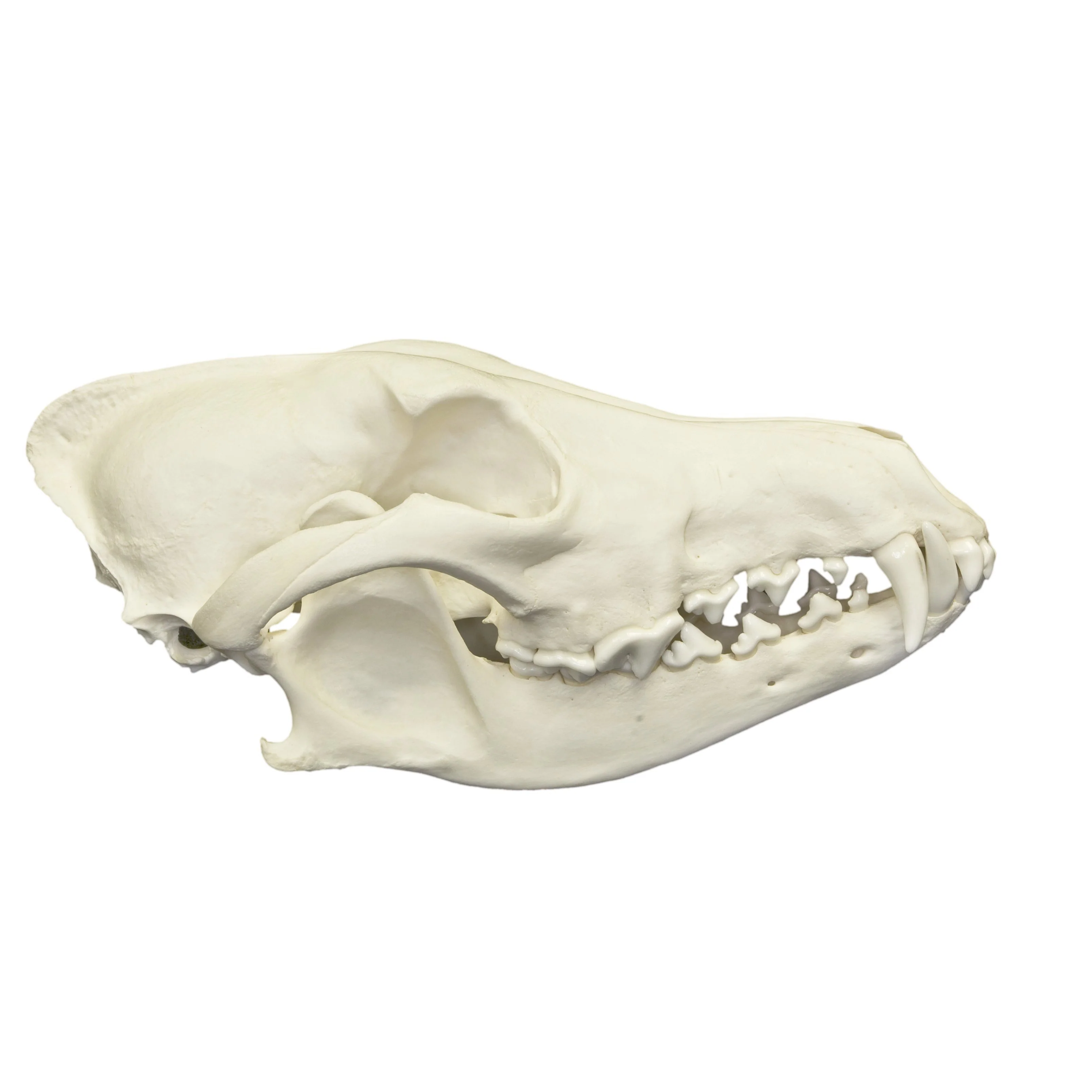 Real Predator and Prey Skull Set - Image 7