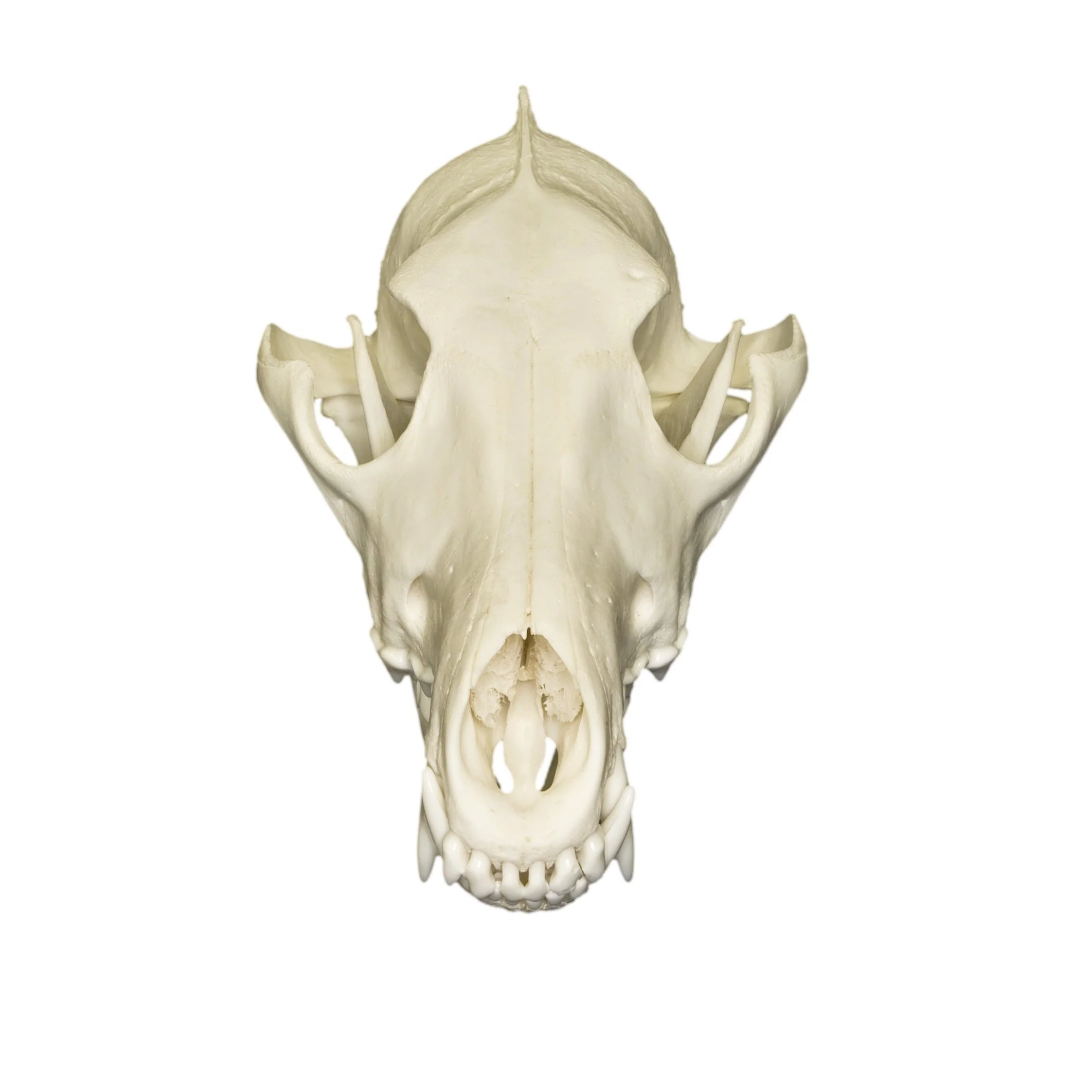 Real Predator and Prey Skull Set - Image 8