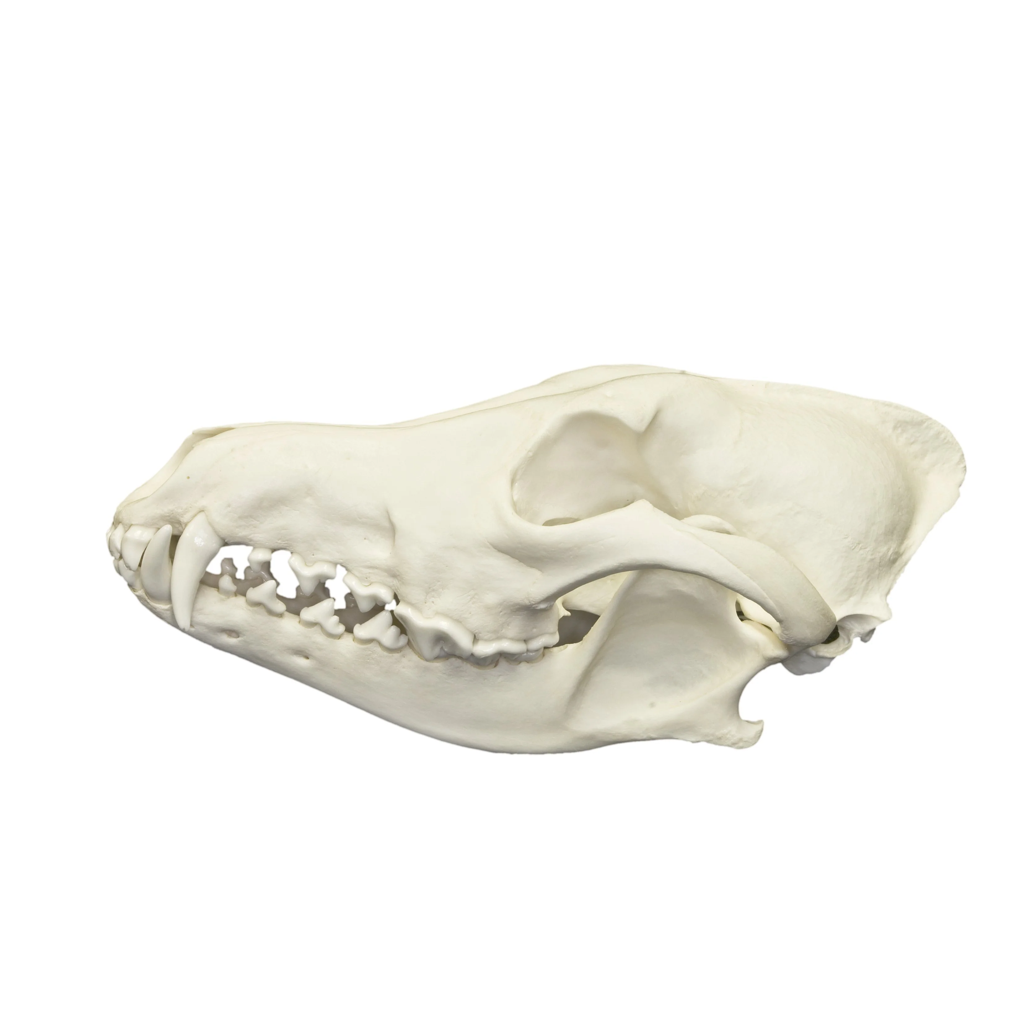 Real Predator and Prey Skull Set - Image 9