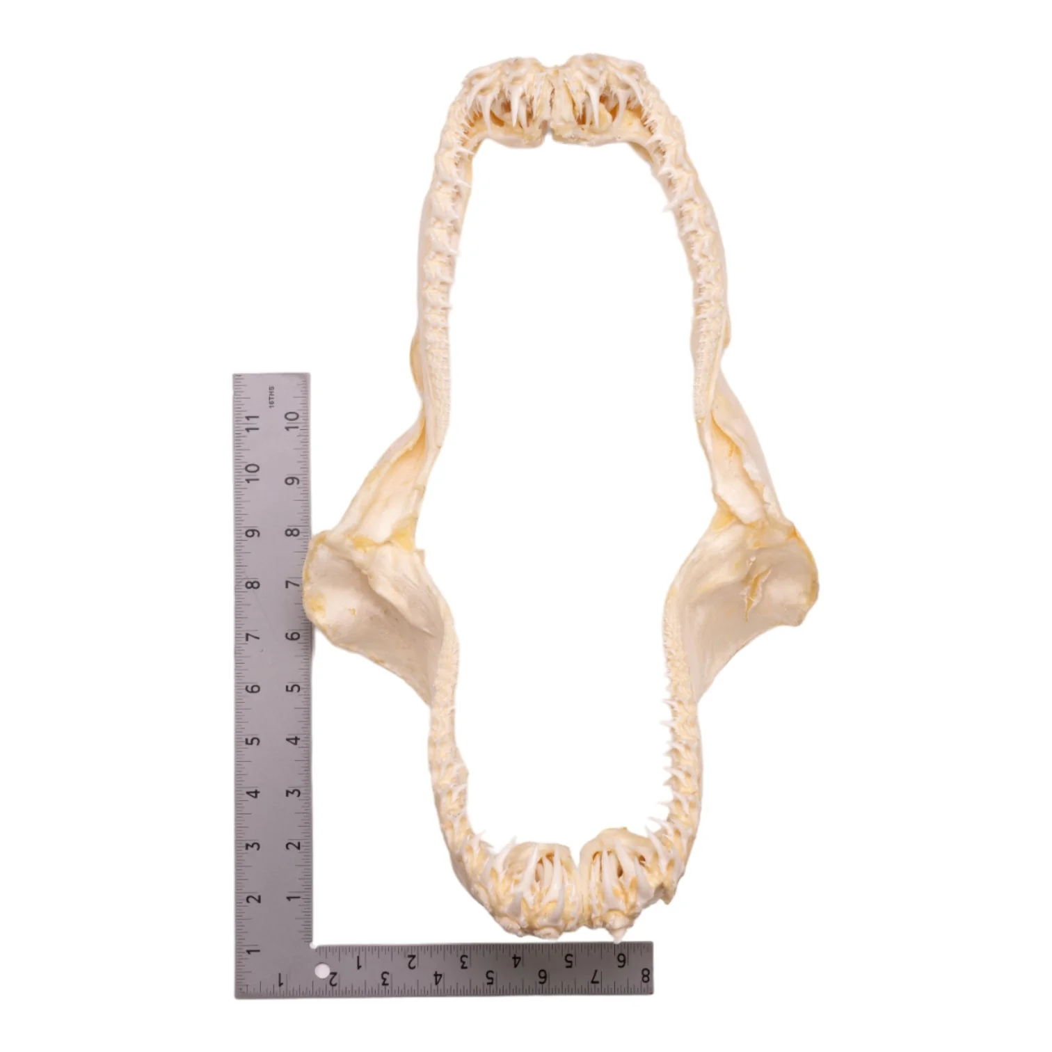Real Smalltooth Sand Tiger Jaw (9.4") - Image 3