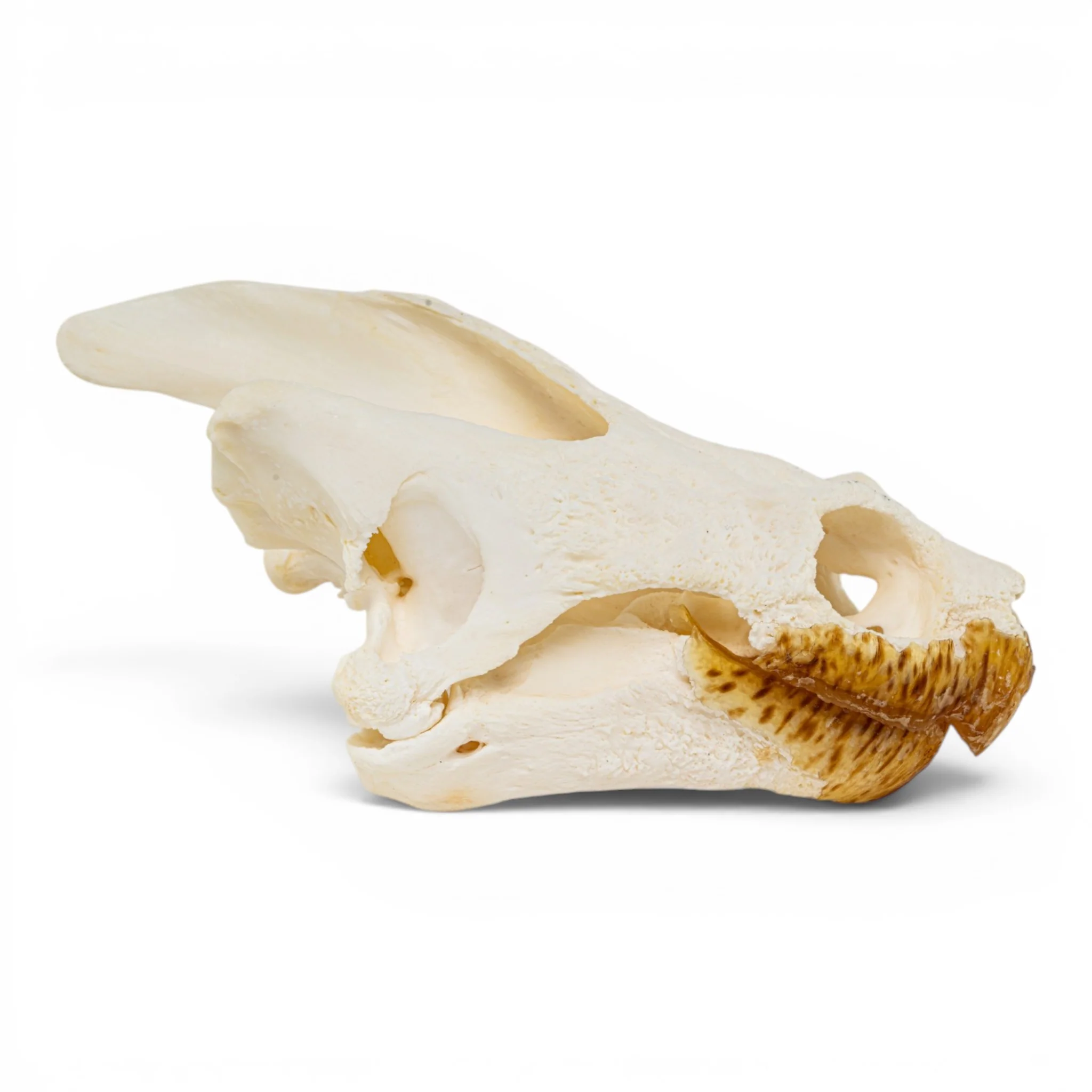 Real Snapping Turtle Skull - Pathology - Image 2