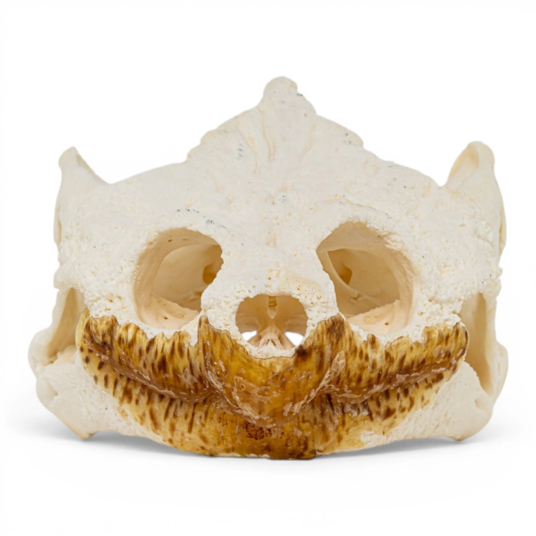 Real Snapping Turtle Skull - Pathology - Image 3