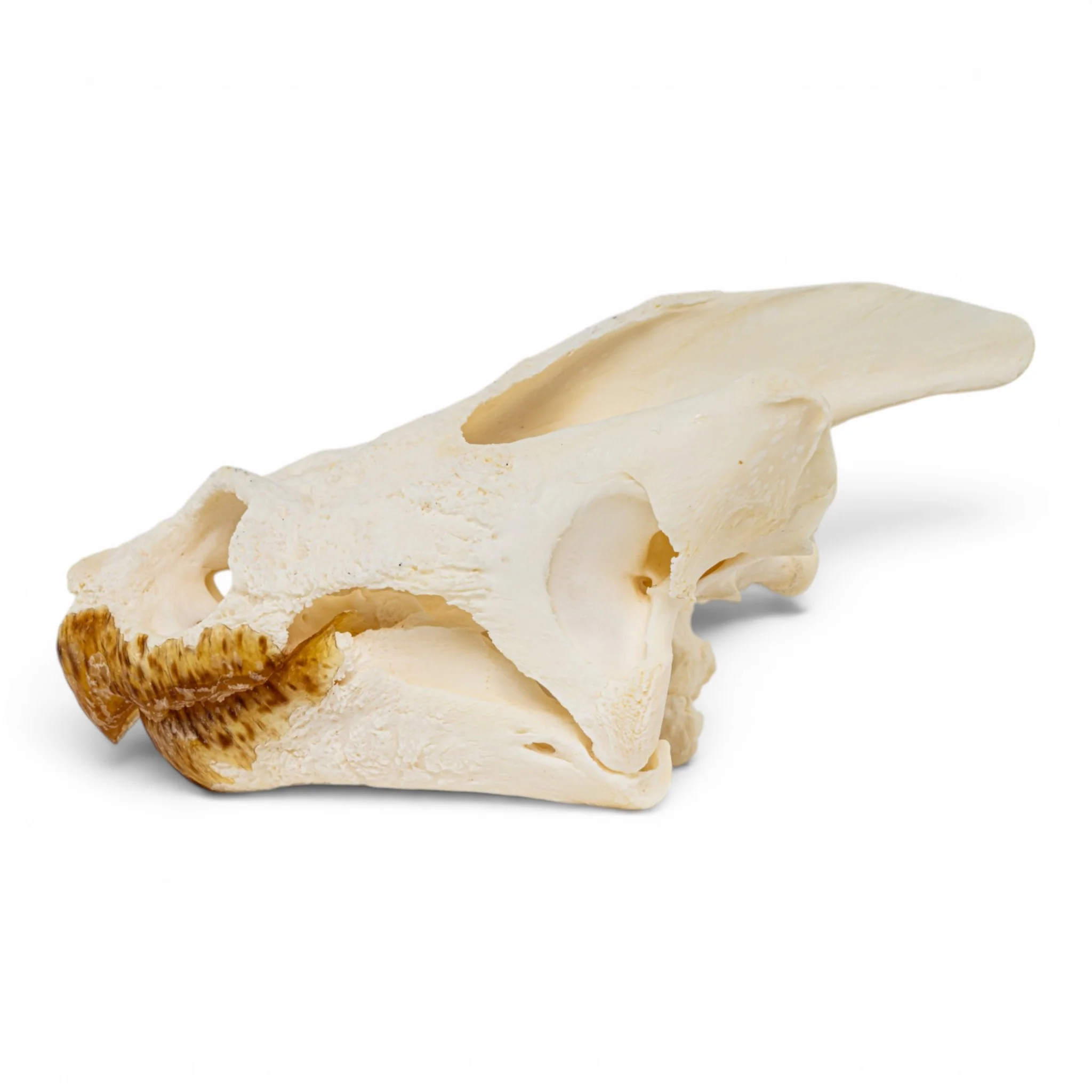 Real Snapping Turtle Skull - Pathology - Image 4